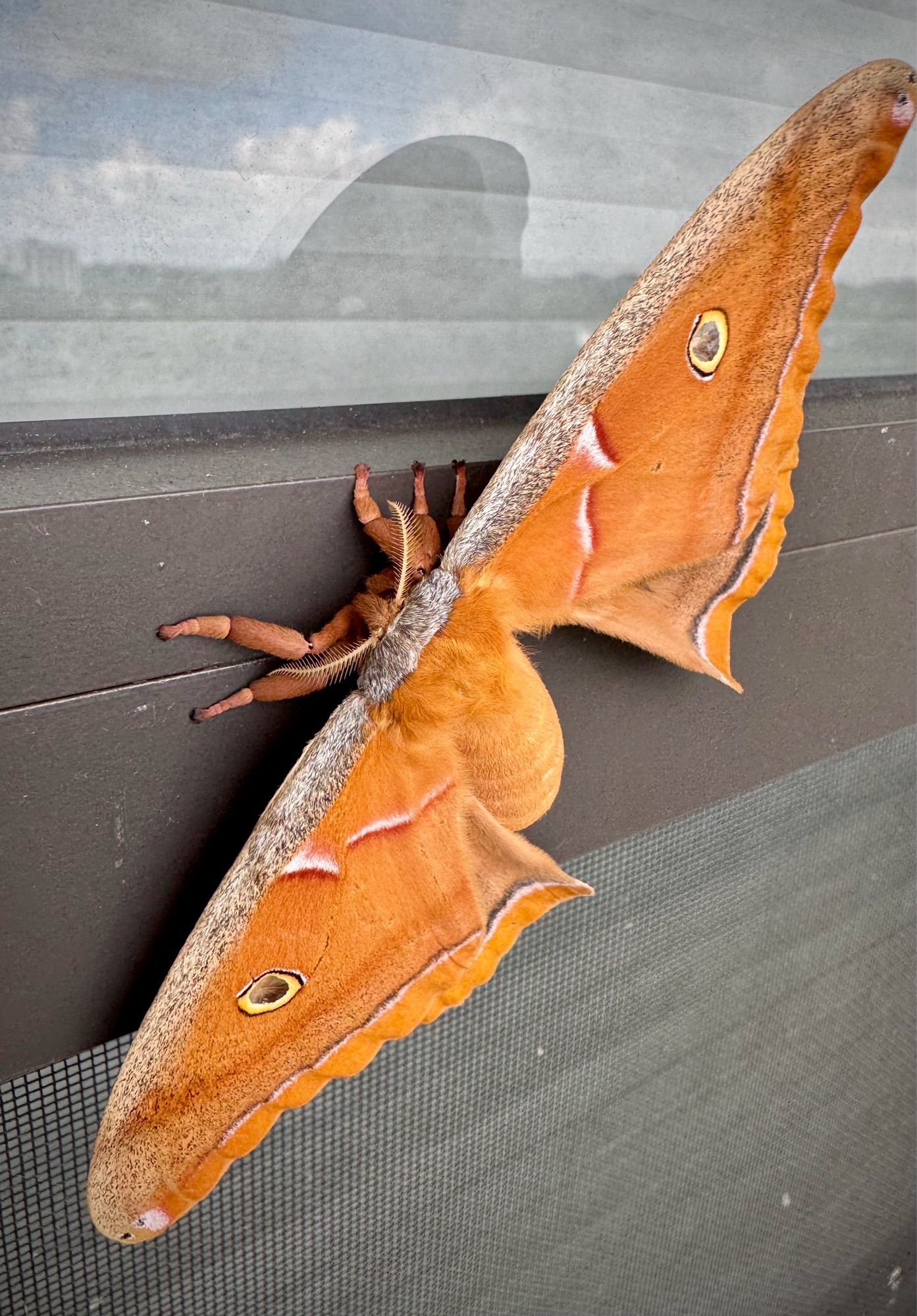 A large moth with orange and gray markings is resting against a dark surface. The wings are spread wide, revealing intricate patterns, and its legs are visible.