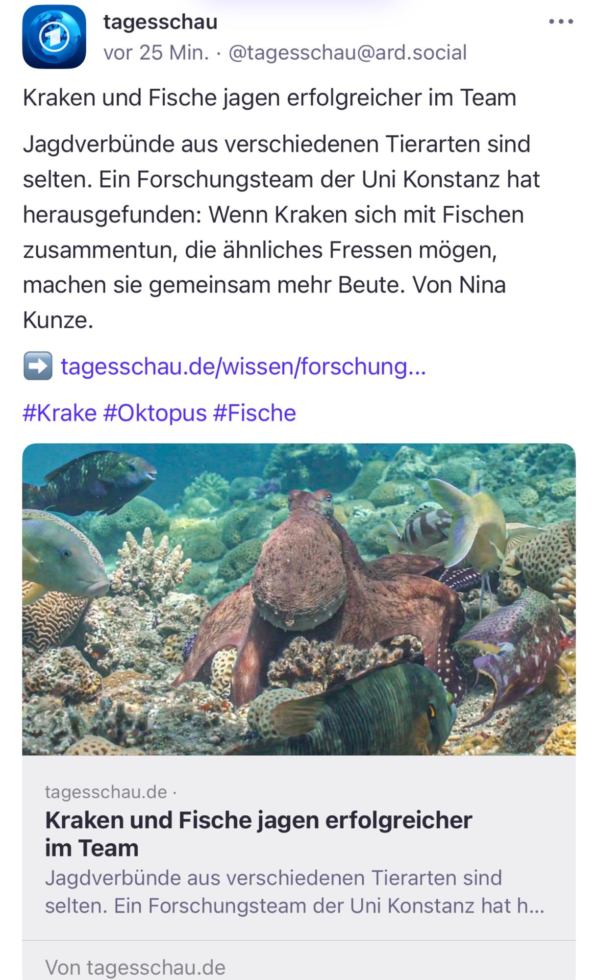 tagesschau
vor 25 Min. • @tagesschau@ard.social
Kraken und Fische jagen erfolgreicher im Team
Jagdverbünde aus verschiedenen Tierarten sind selten. Ein Forschungsteam der Uni Konstanz hat herausgefunden: Wenn Kraken sich mit Fischen zusammentun, die ähnliches Fressen mögen, machen sie gemeinsam mehr Beute. Von Nina Kunze.
• tagesschau.de/wissen/forschung..
#Krake #Oktopus #Fische
•••
tagesschau.de •
Kraken und Fische jagen erfolgreicher im Team
Jagdverbünde aus verschiedenen Tierarten sind selten. Ein Forschungsteam der Uni Konstanz🖖