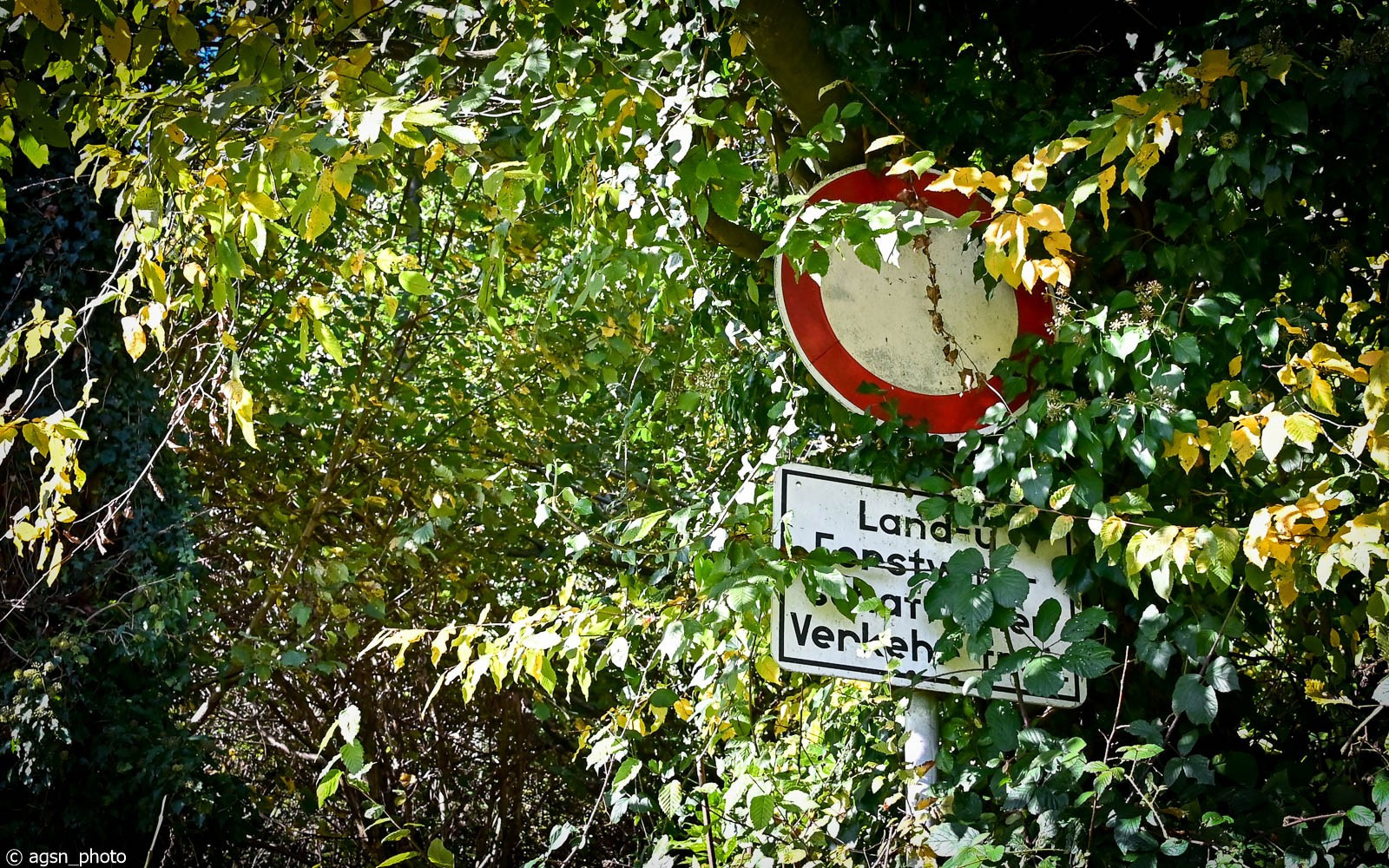 Die Äste eines Baumes verdecken weitgehend das runde „Durchfahrt verboten“-Schild mit roter Umrandung und weißer Innenfläche und einem darunter hängenden Zusatzschild, das der Land- und Forstwirtschaft die Durchfahrt erlaubt.
