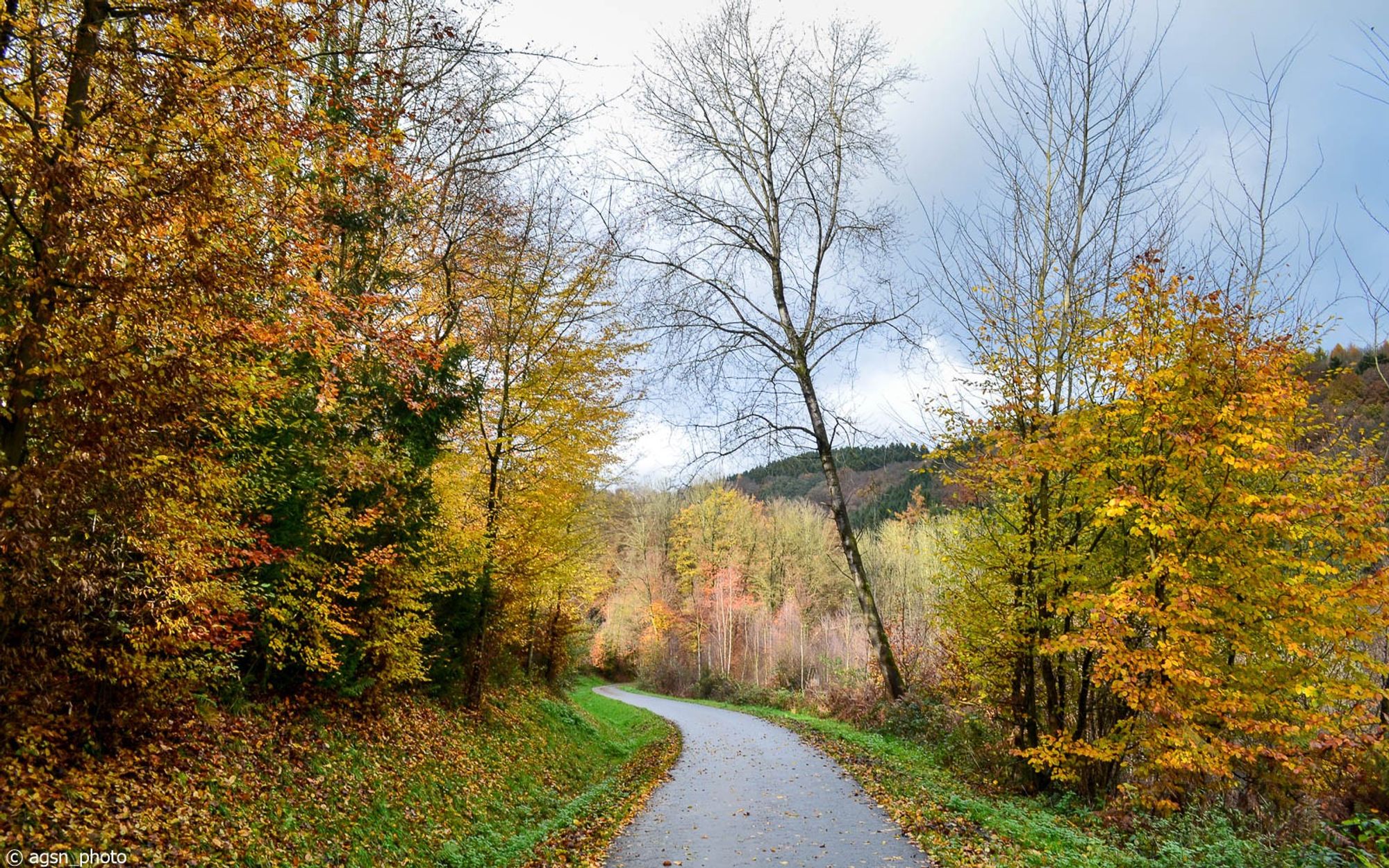 Ein Wanderweg windet sich vom Betrachter weg durch einen herbstlich bunten Blätterwald.