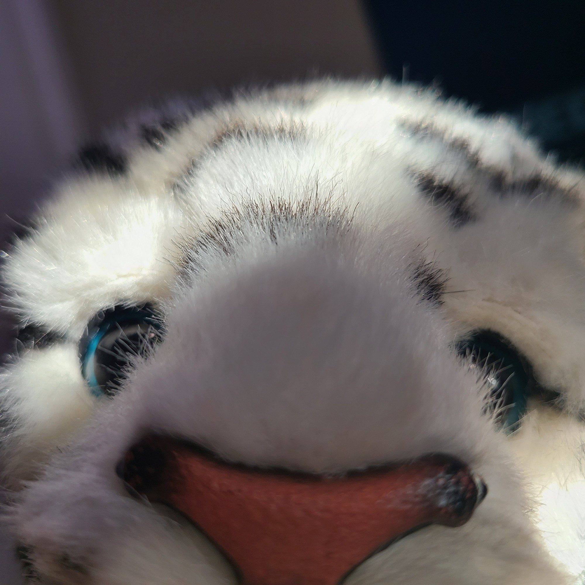 Funny close-up of white furreal friends tiger