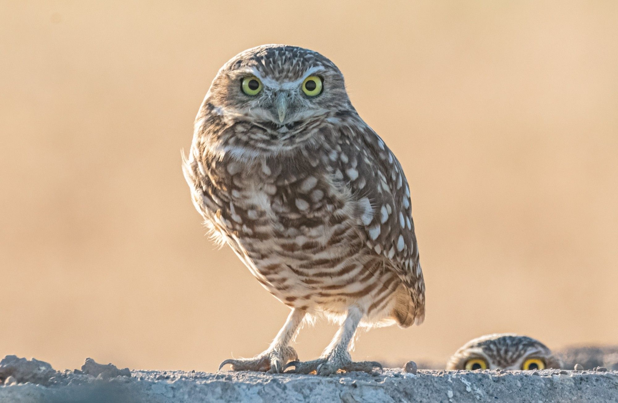 Burrowing owl couple. The male is standing and the female is peeking out behind him. Only her eyes are visible.