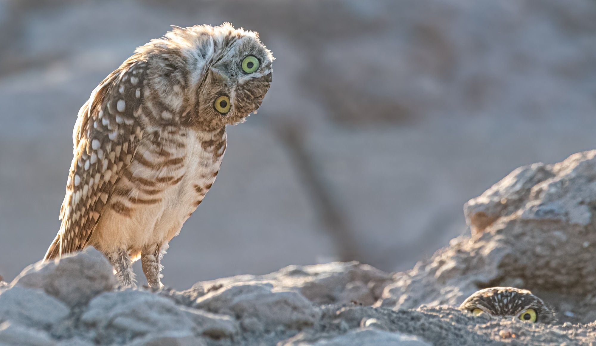 Burrowing owlet tilting his head to the side while Mom peeks out angrily from the burrow.