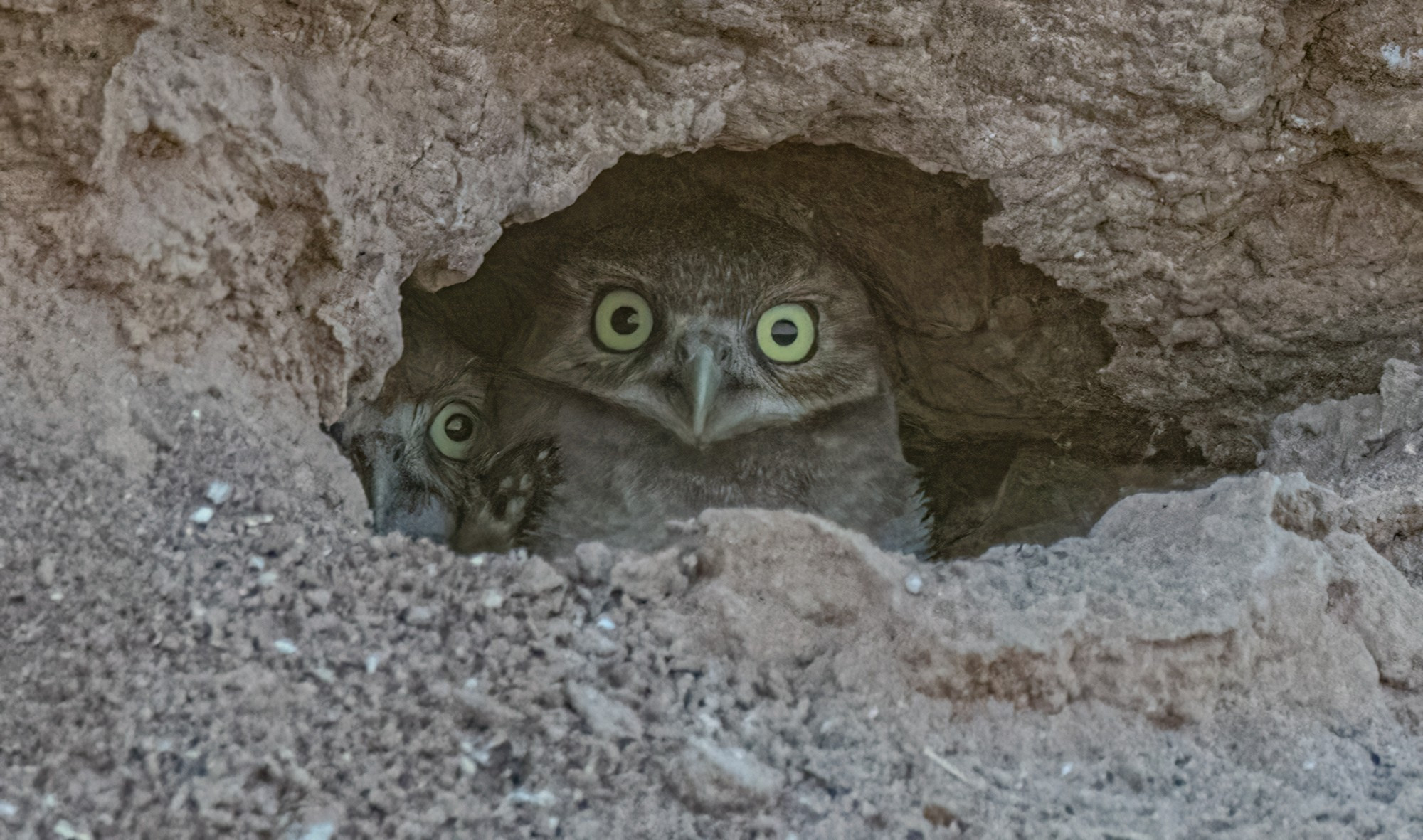 Two curious burrowing owlets afraid to come out of their burrow.