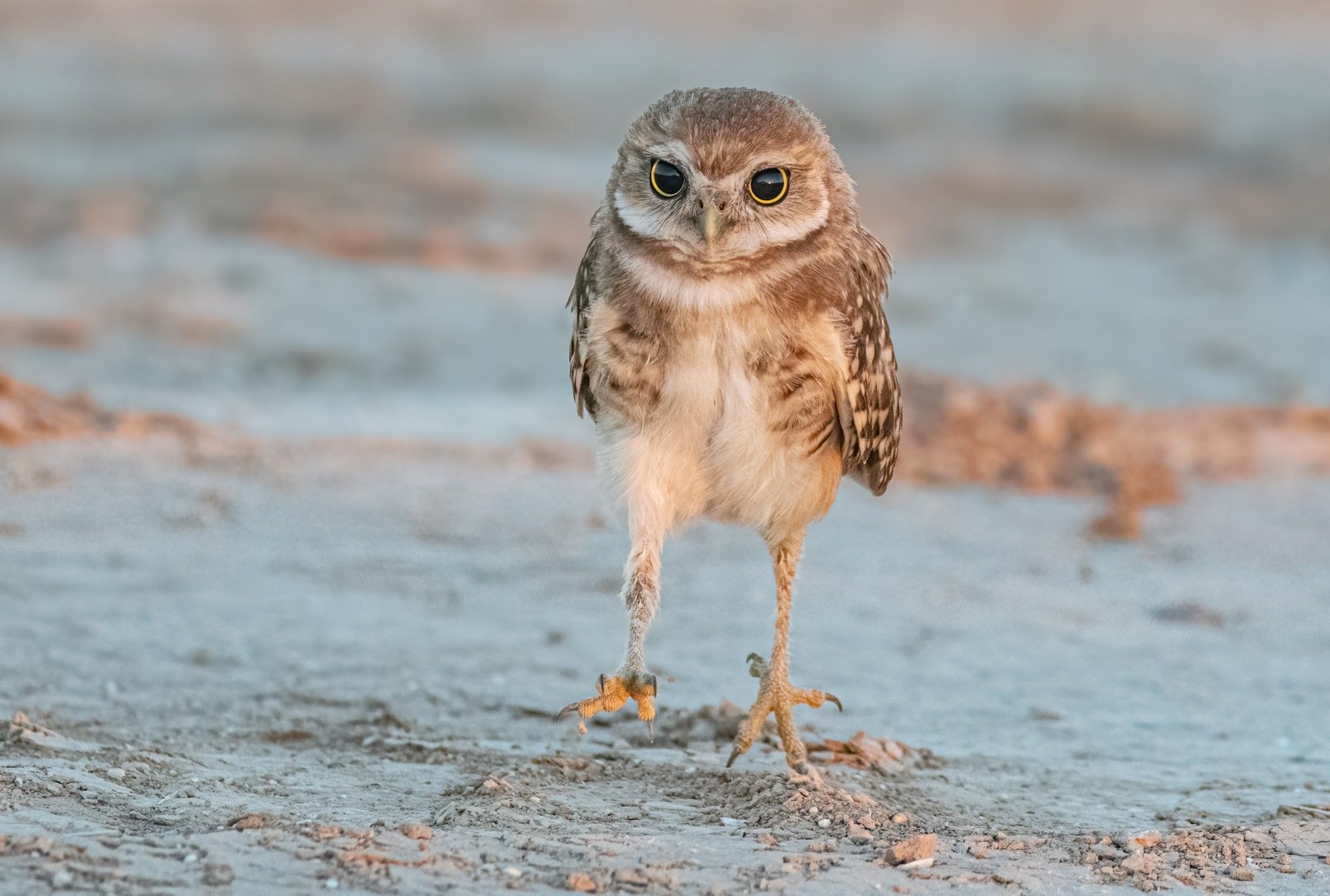 Burrowing owlet with a spring in his step.