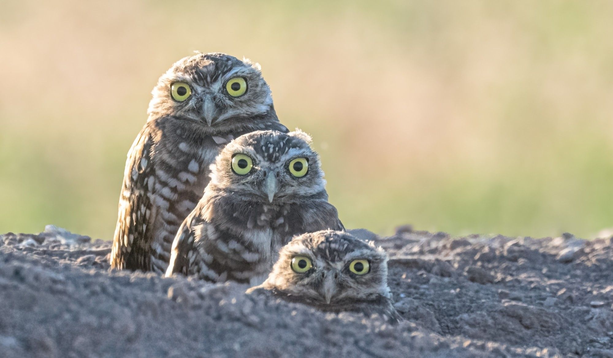 Three burrowing owlets lined up by height.