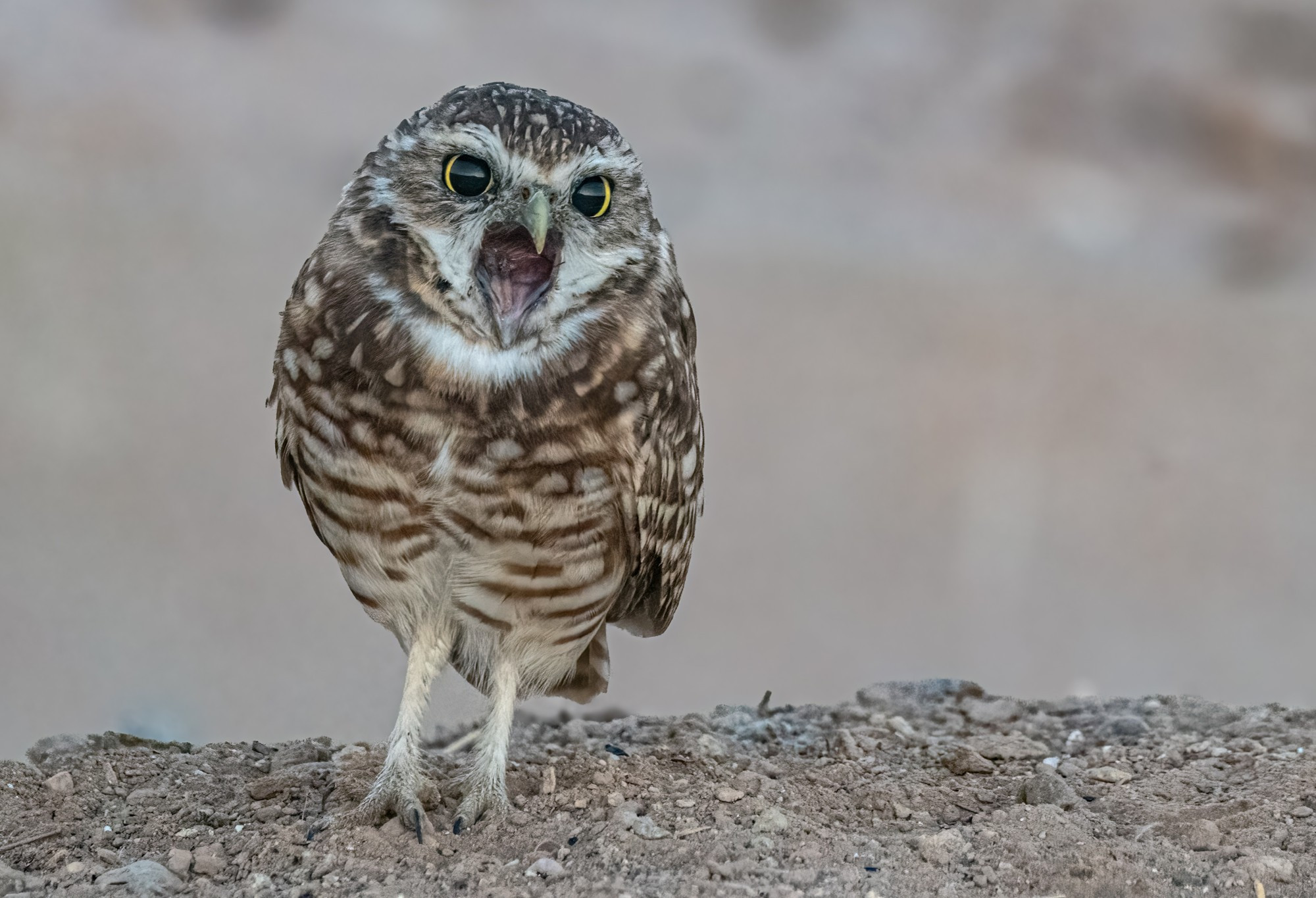 Burrowing owl trying to cough up a pellet, looking like he's yelling. 