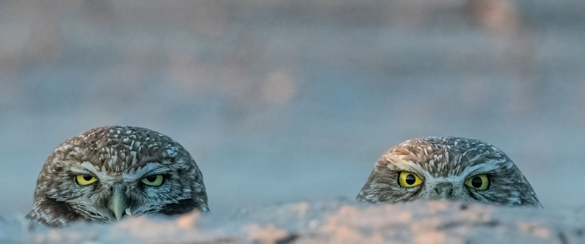 Burrowing owl couple peeking out of their burrow.