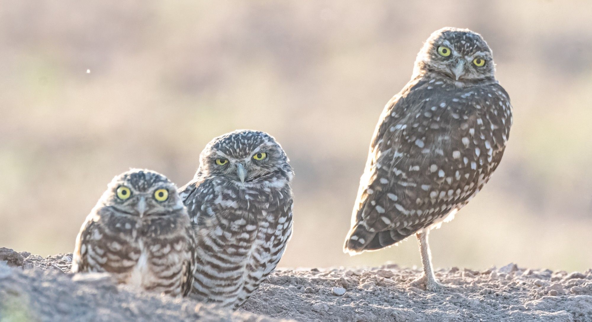 Burrowing owl family looking very quizzical.