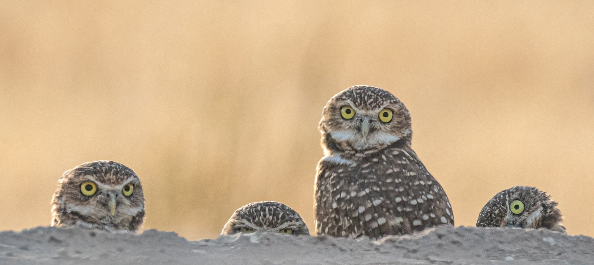 Four burrowing owls, each with a different perspective.