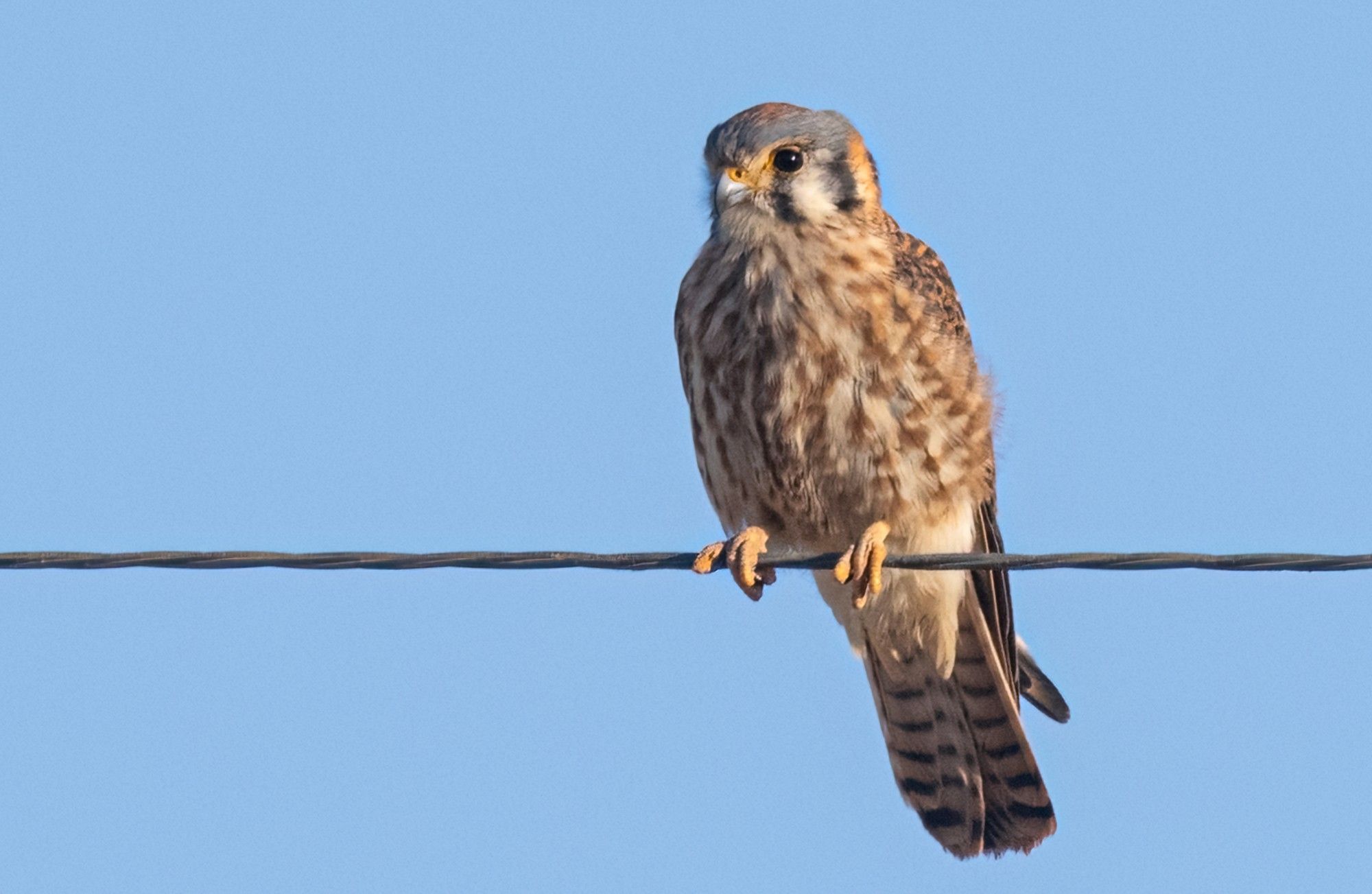 Female American kestrel perched on a power line.