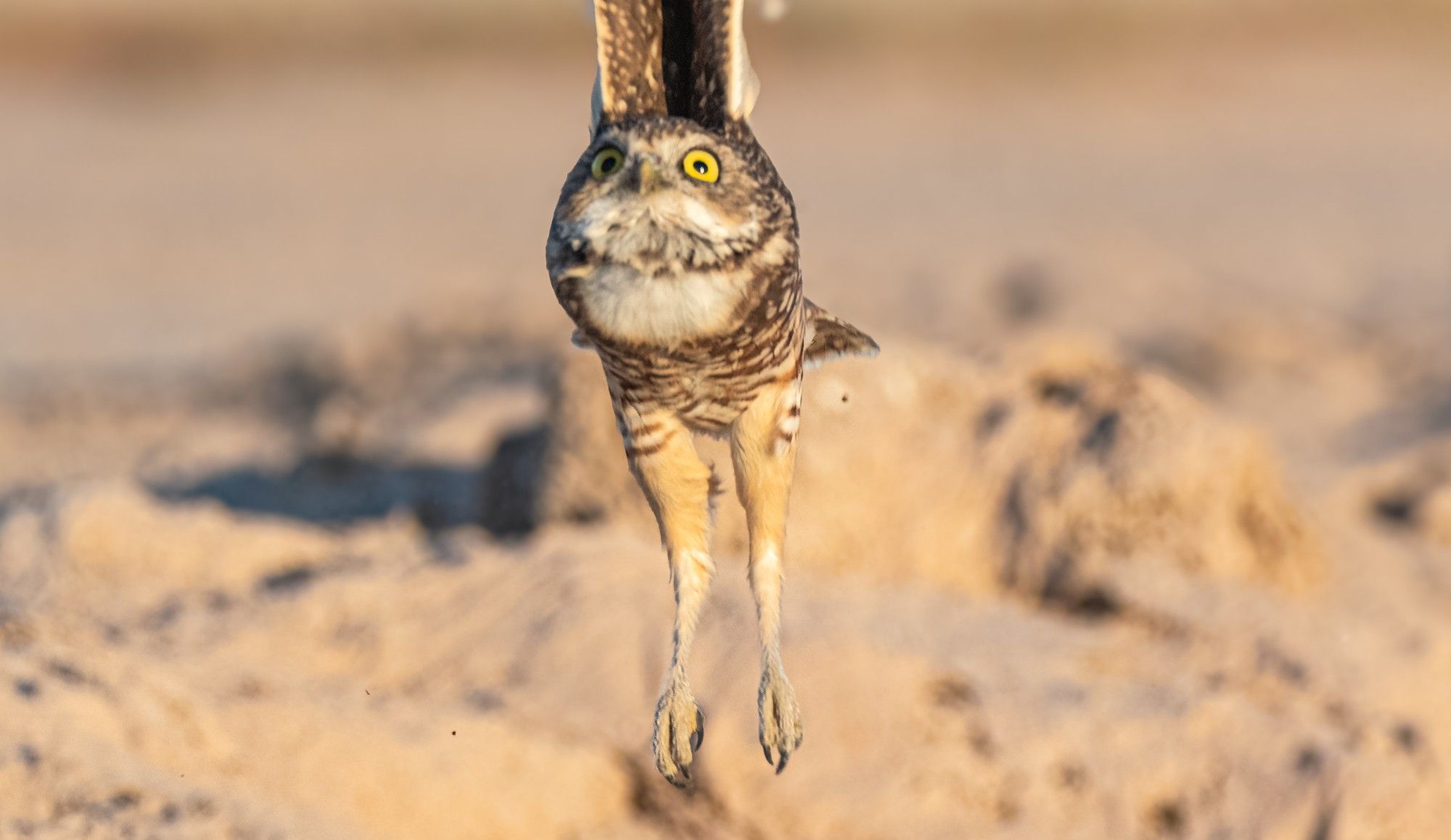 Burrowing owl jumping up in the air.  The wings are out of frame and his long legs are dangling down.