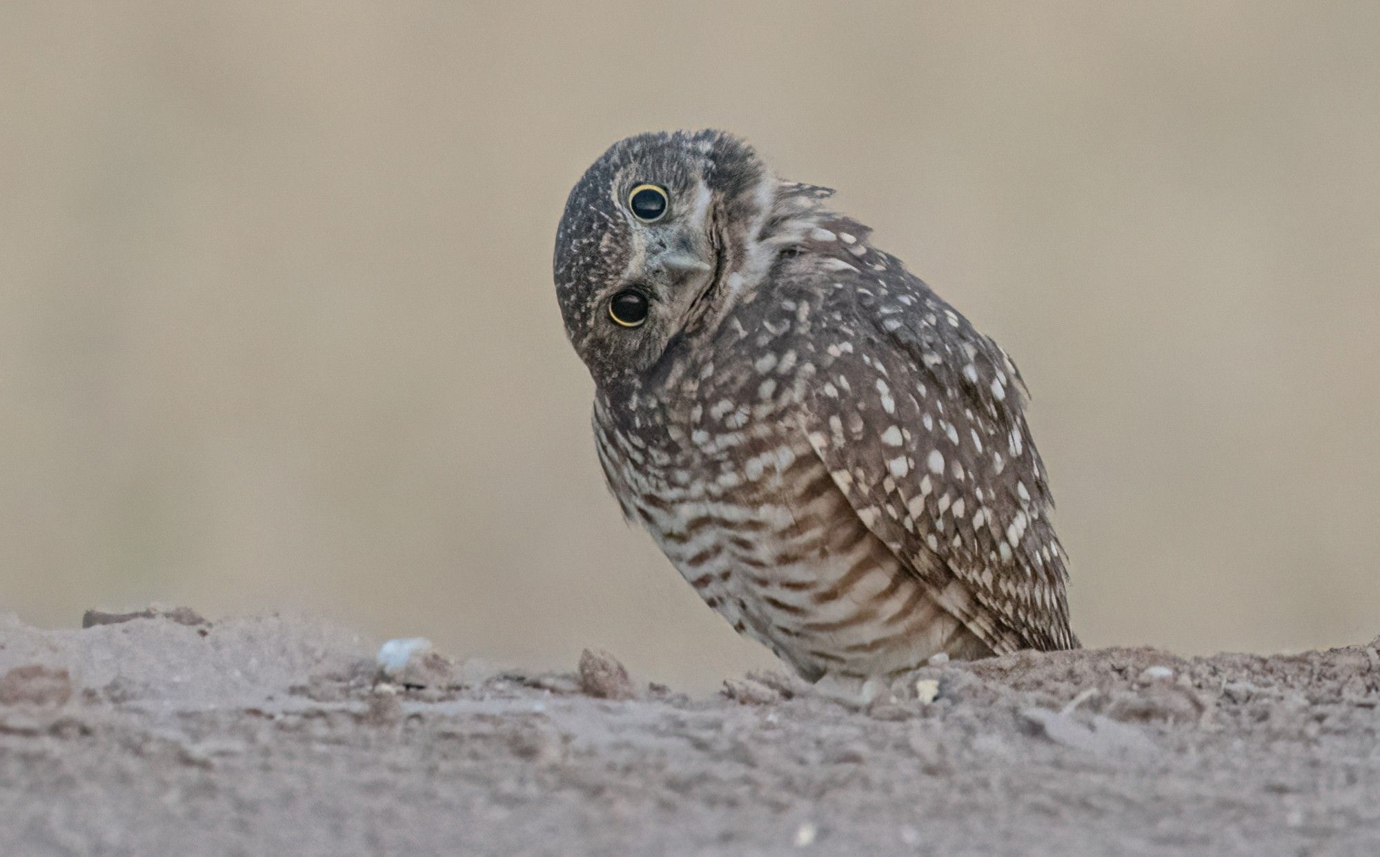 Burrowing owl with dilated pupils, tilting his head to the side.