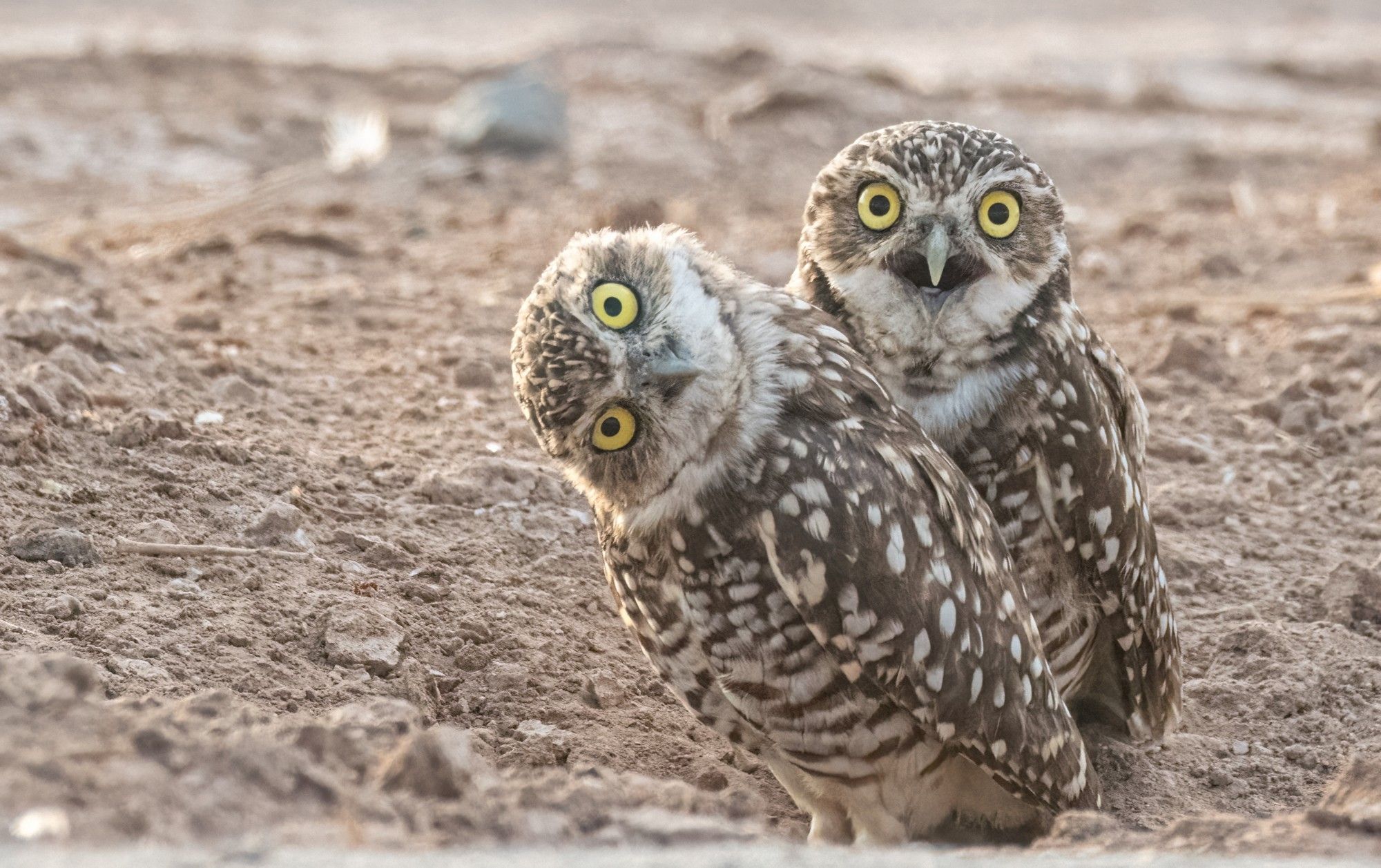 Two burrowing owls looking at the camera.  One owl is panting and one owl has his head tilted 90 degrees.