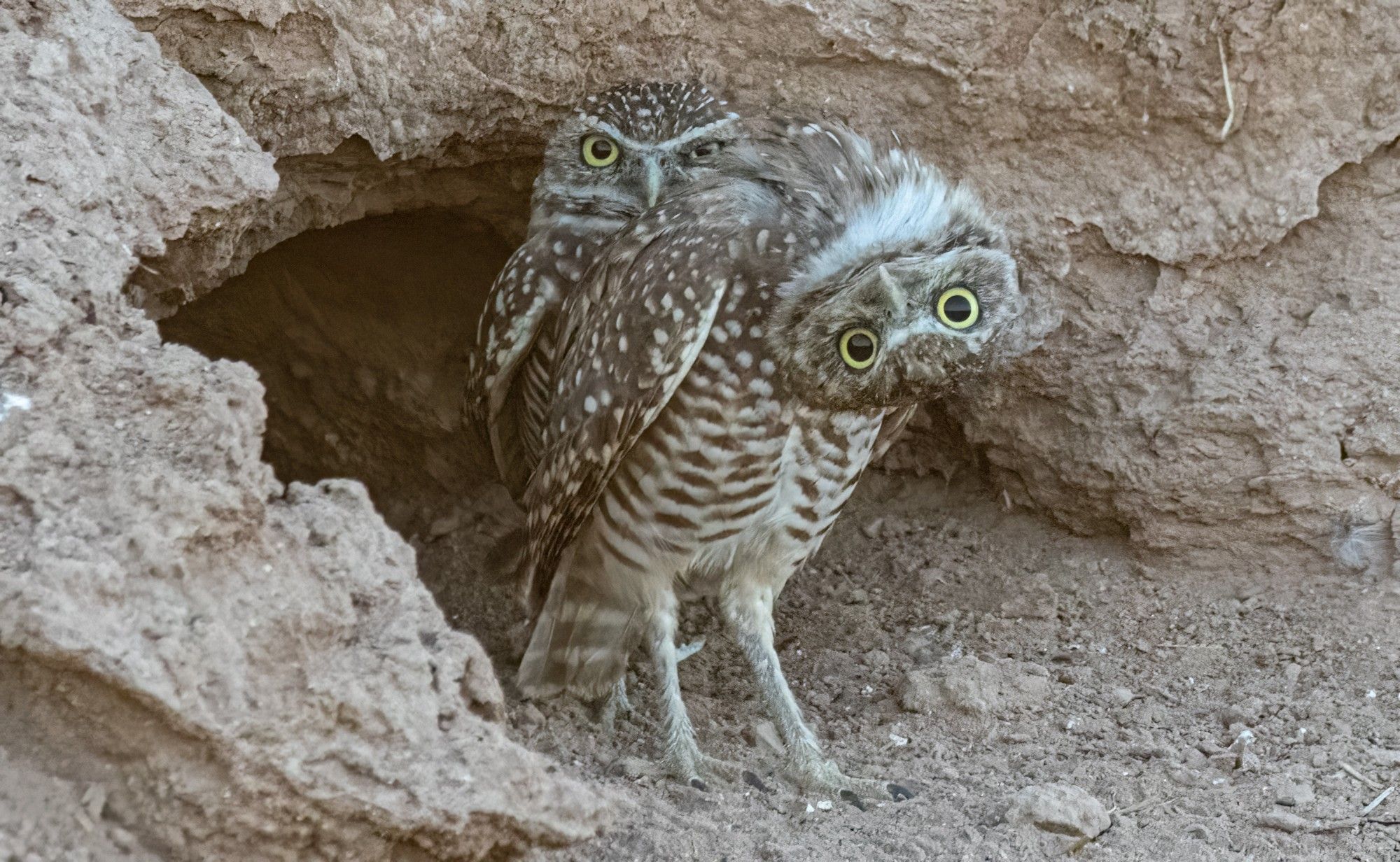 Two burrowing owls standing in front of their burrow, one with his head upside-down