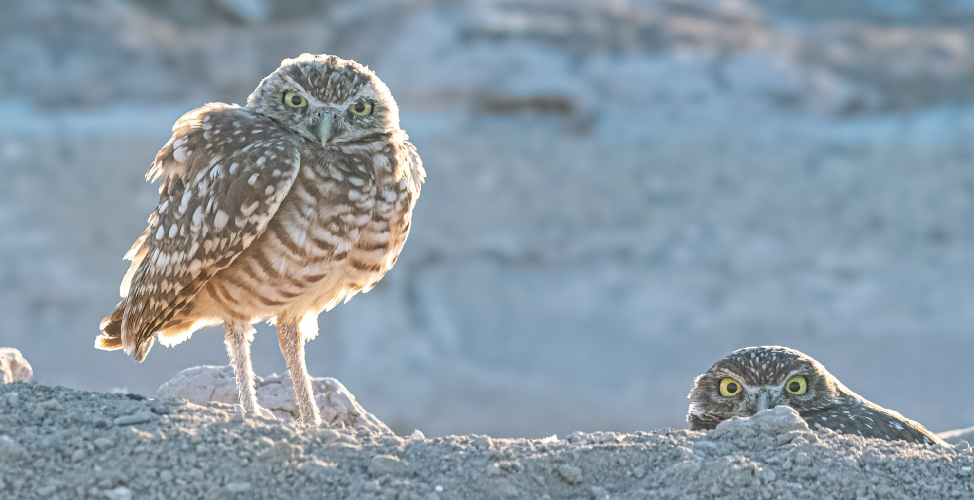 One burrowing owl puffed up with his mom peeking out of the burrow. 