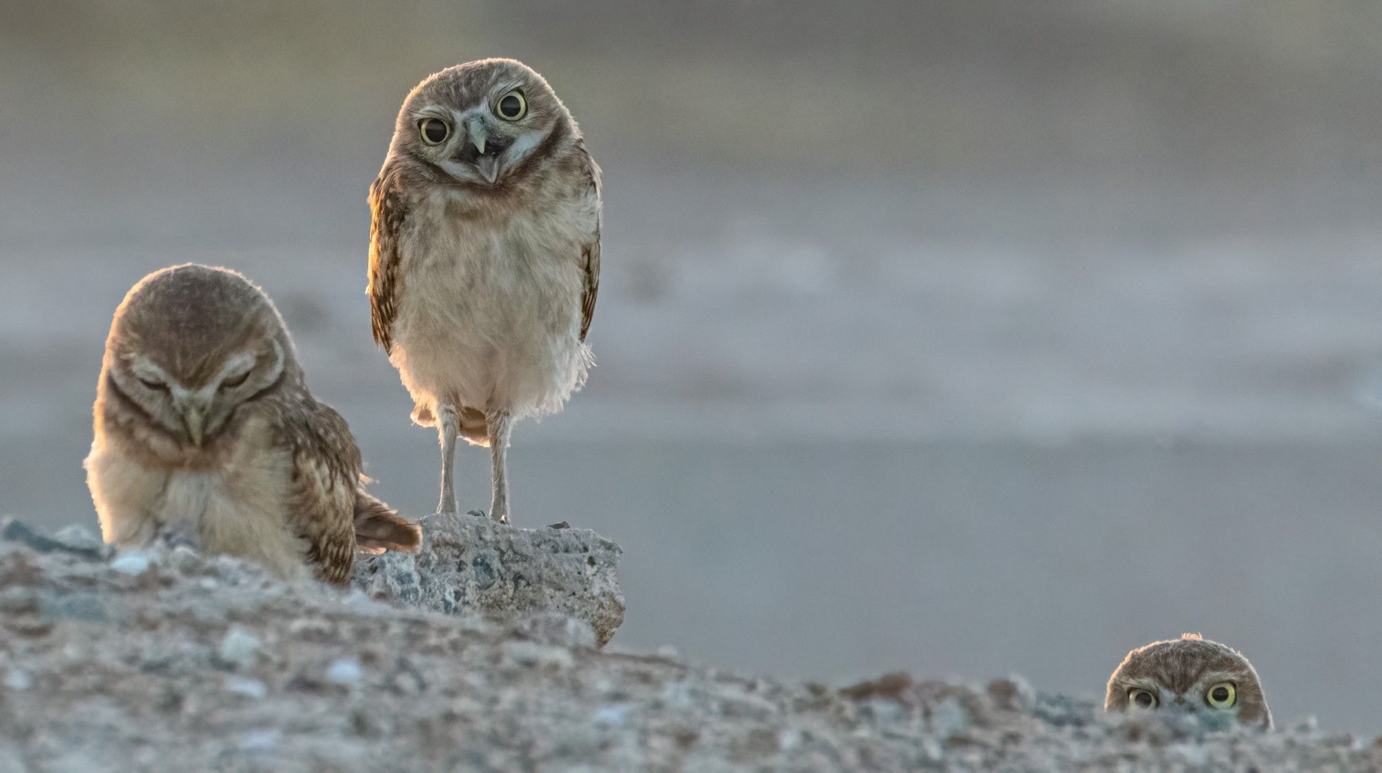 Burrowing owlets watching the presidential debate.