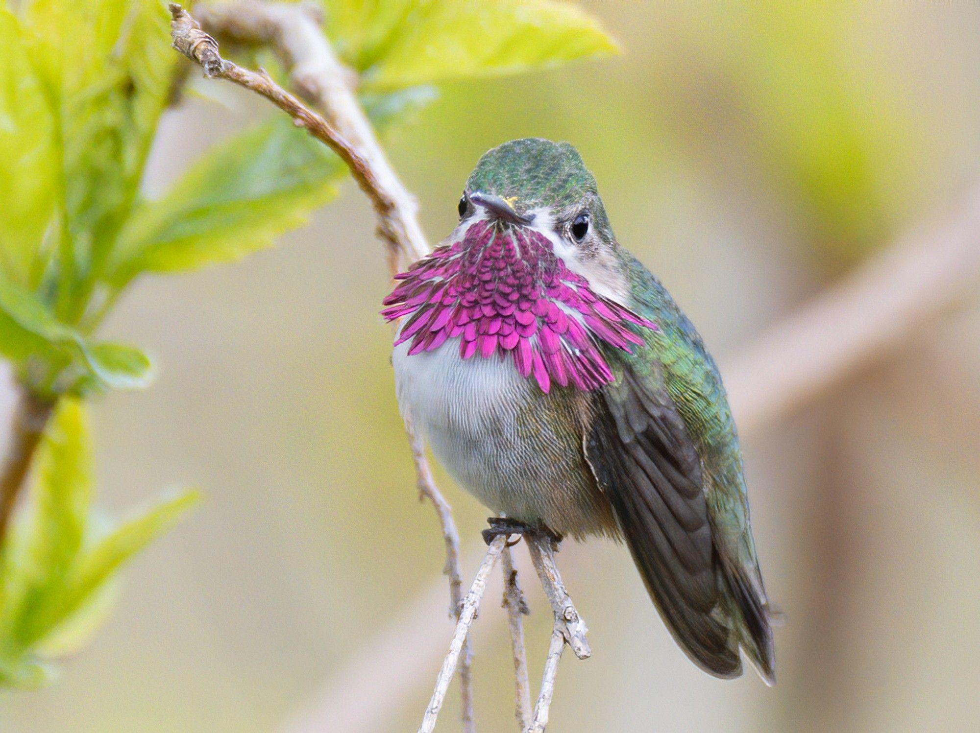 Male calliope hummingbird with a flared gorget