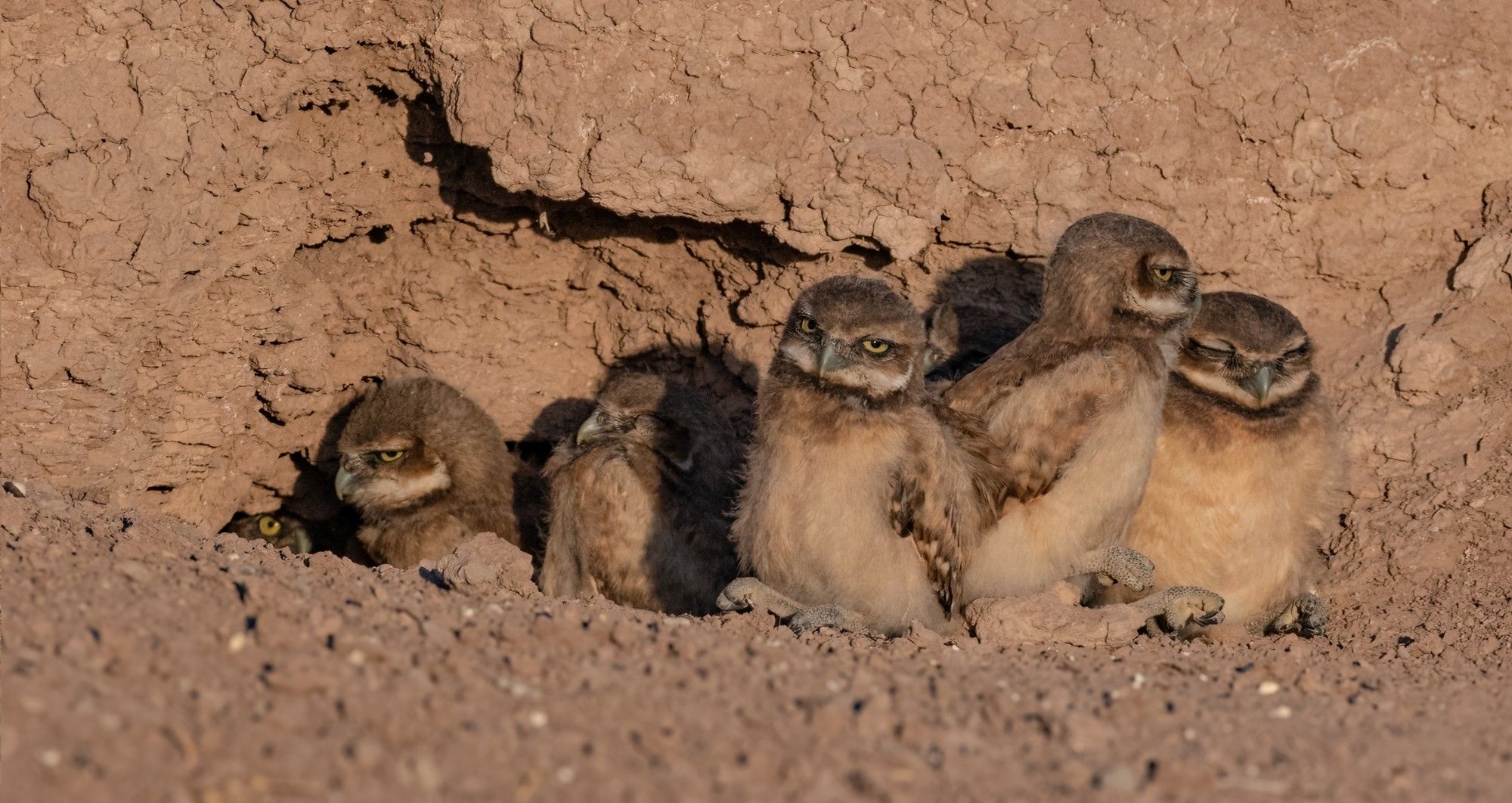 Seven or eight very groggy baby burrowing owls