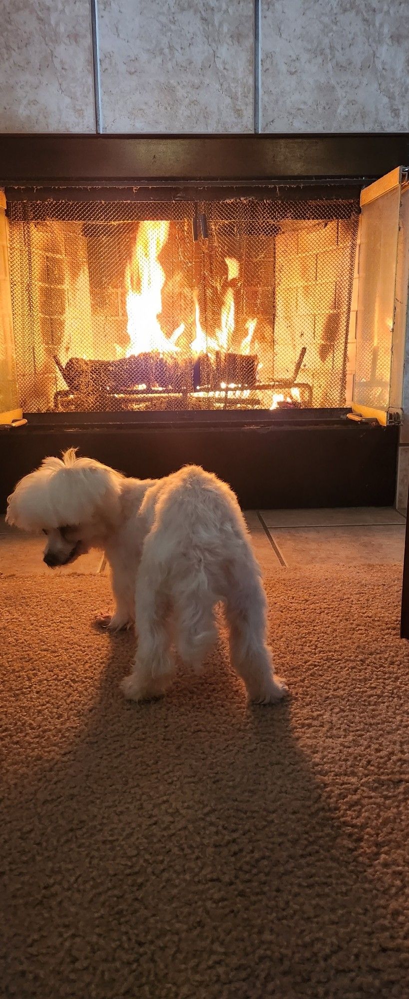 An old Maltese standing in front of a fire