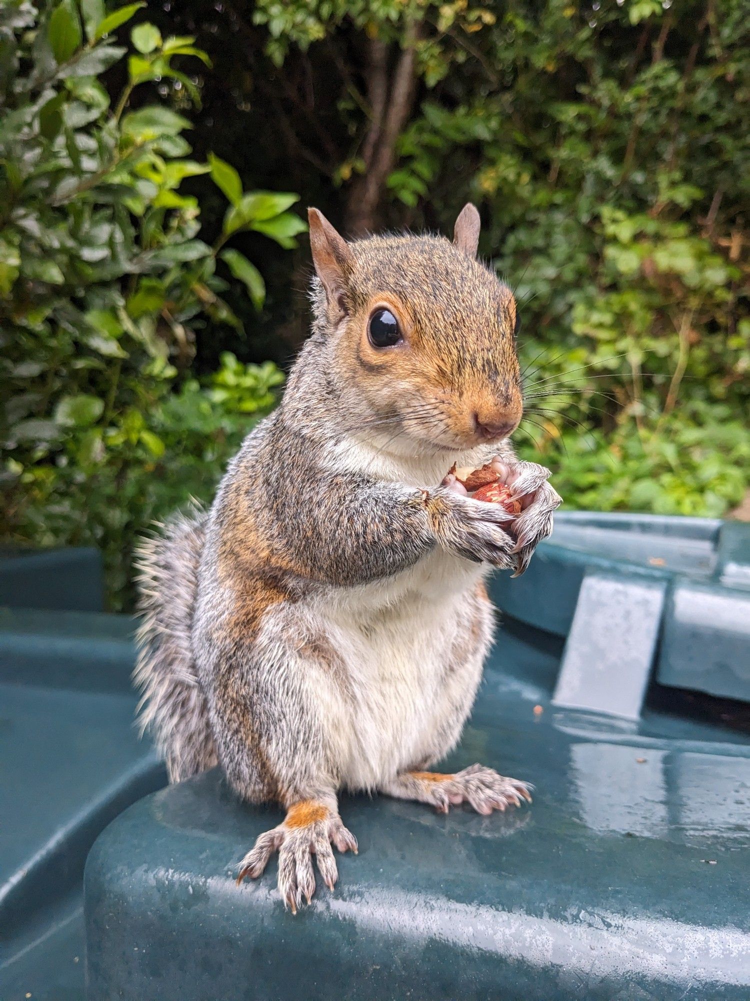 A grey squirrel, which is beautiful and known nd, eats a nut on a plastic container