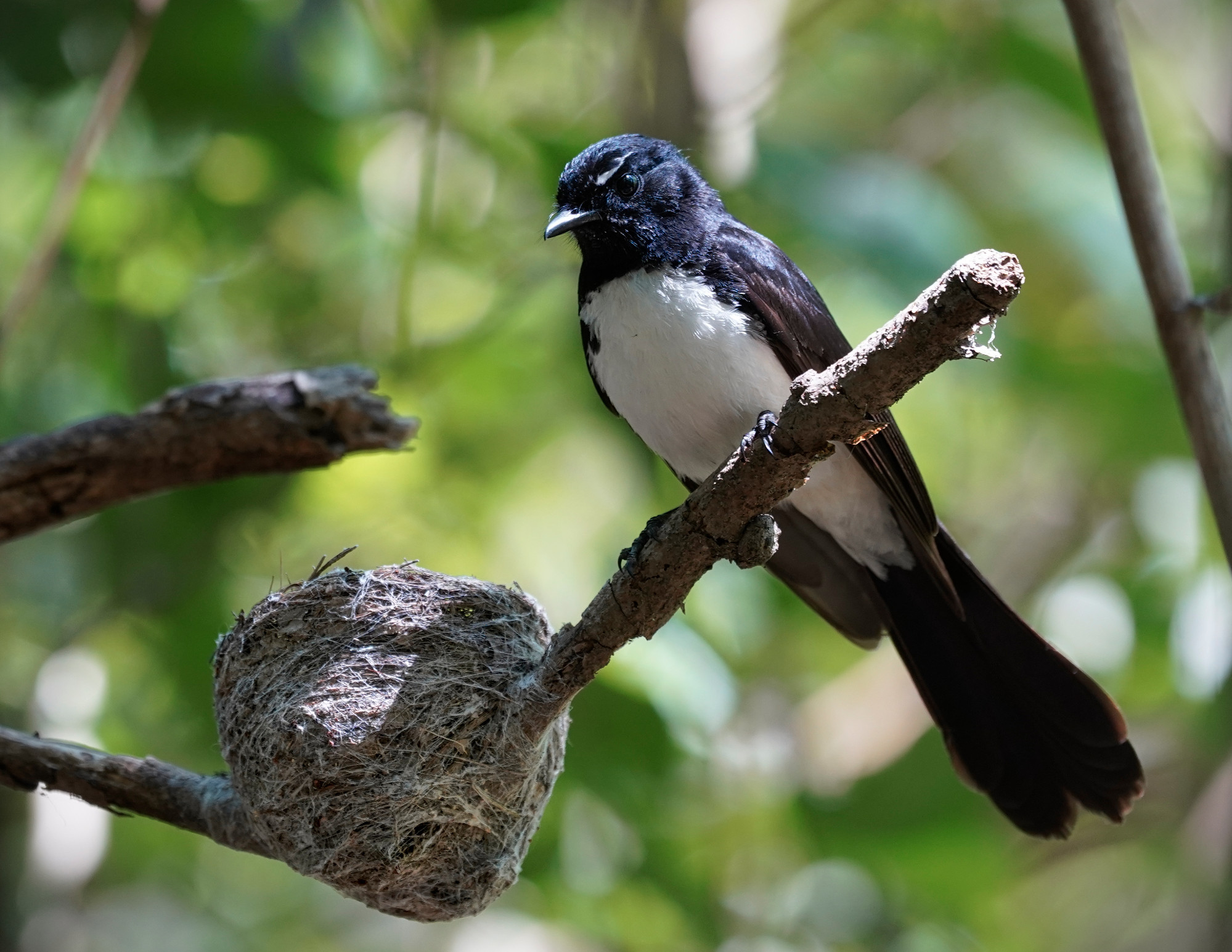 Willie Wagtail sitting next to its completed nest.