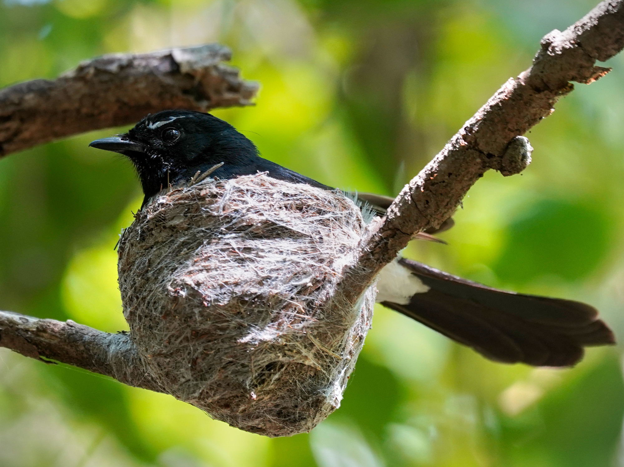 Willie Wagtail sitting on its completed nest.