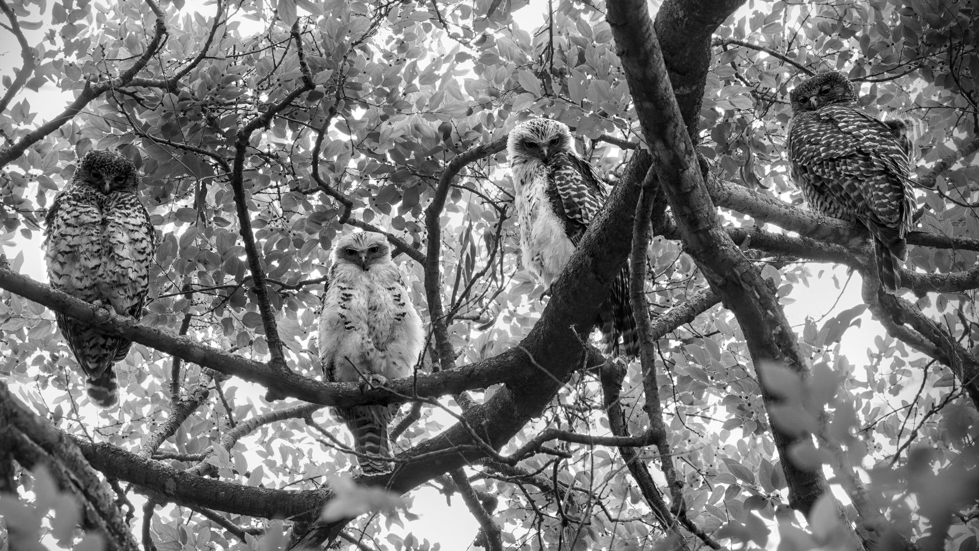 Two adult and two juvenile Powerful Owls roosting nest to each other on a branch.