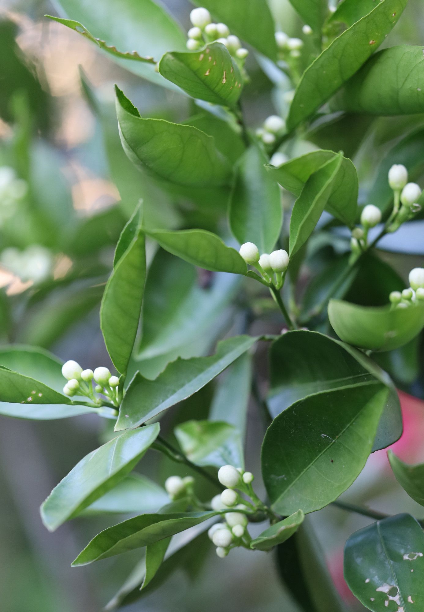 Orange blossoms