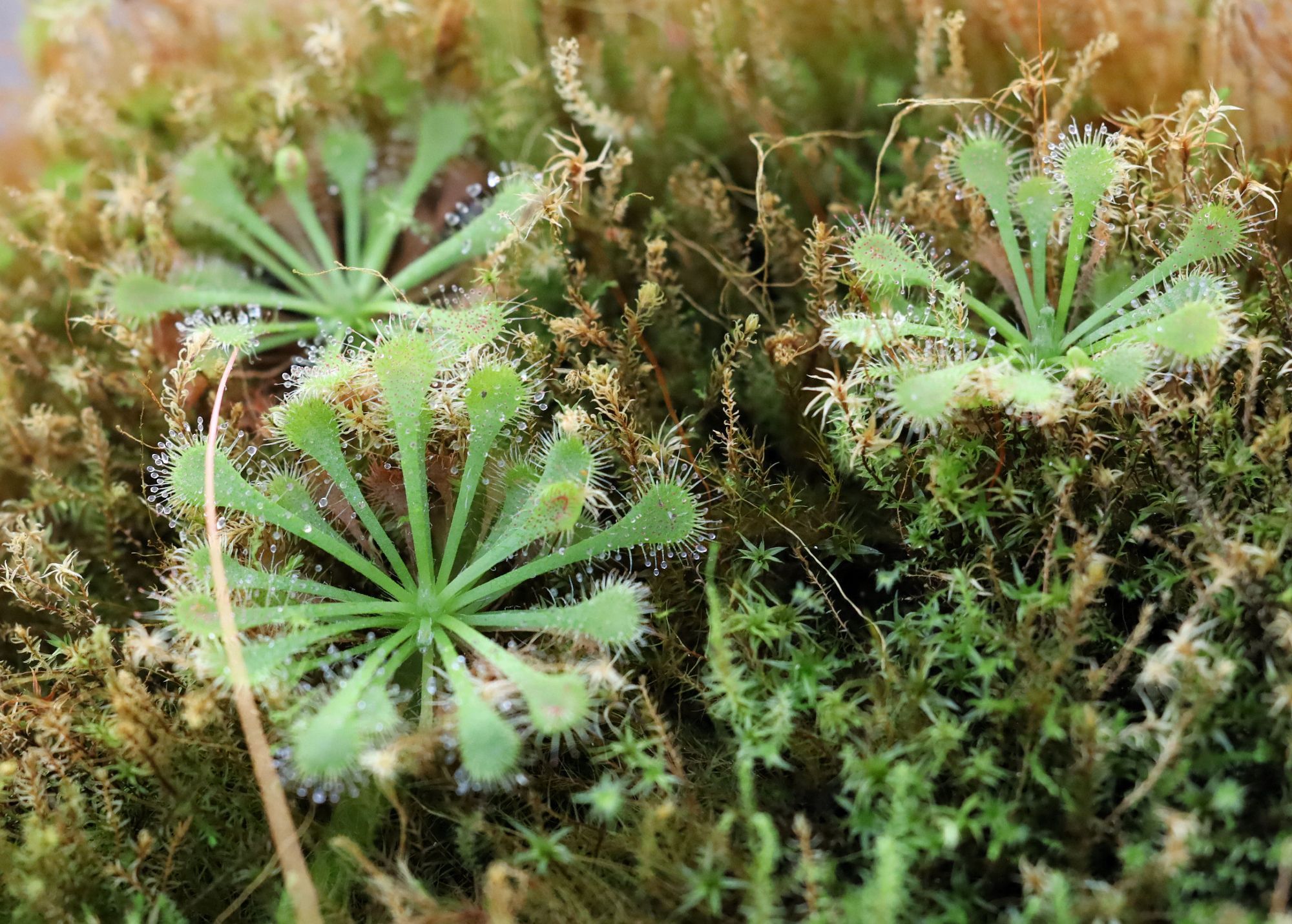 Sundews and moss