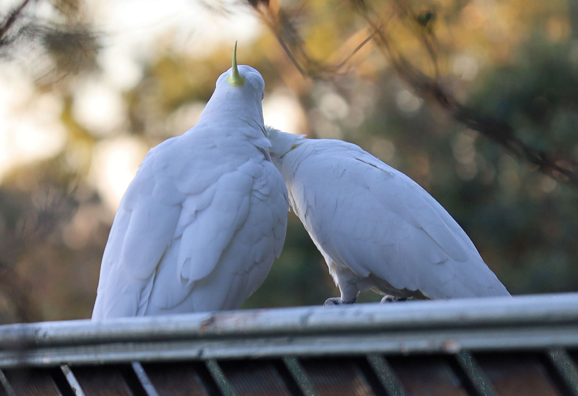 Sulphur crested cockatoos preening each other