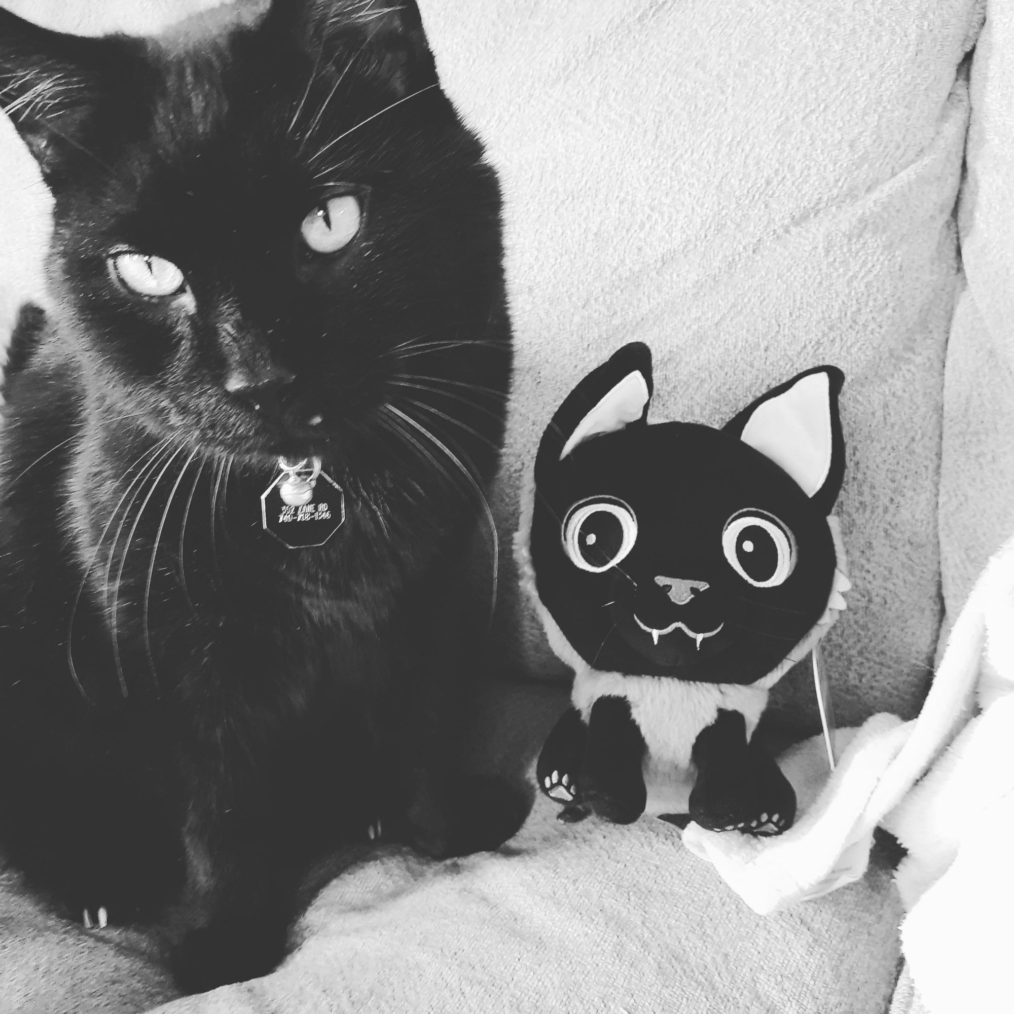 A black and white photo of an incredibly dumb black cat on a couch with a black cat stuffie.