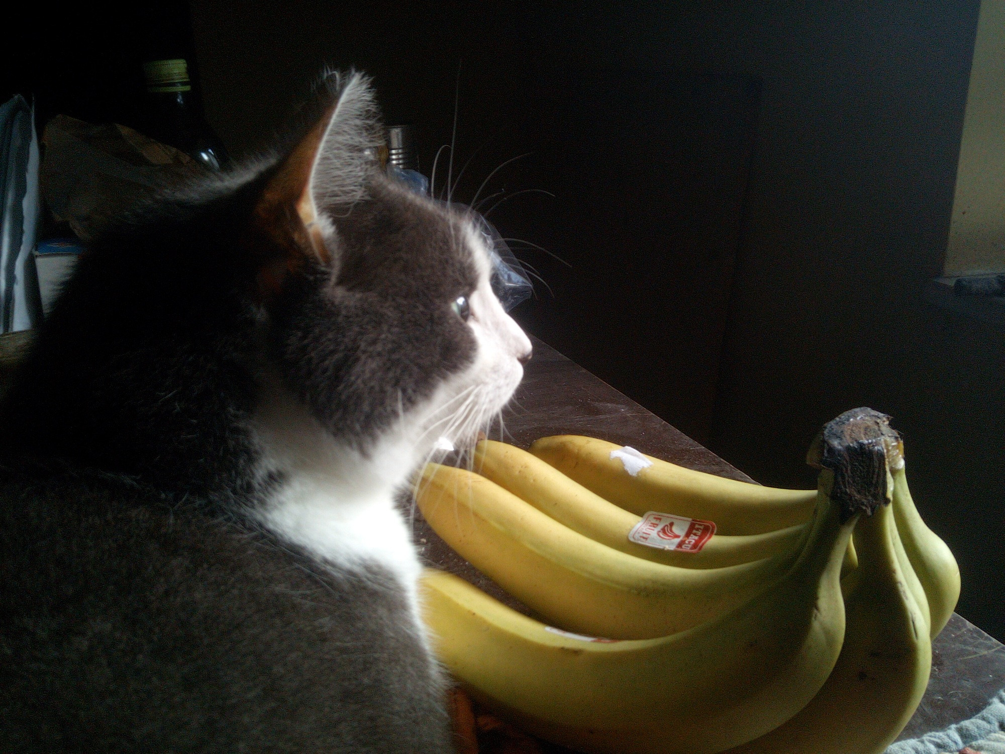 Close up of head and shoulders of grey and white cat looking towards the right over the top of a hand of bananas lit by light from window out of frame.