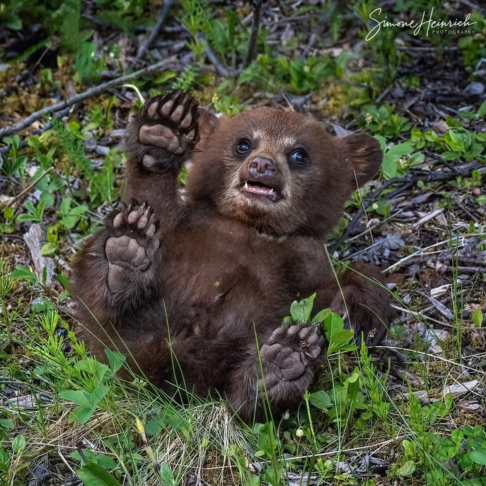 A baby bear on it's back with paws in air with a wtf expression