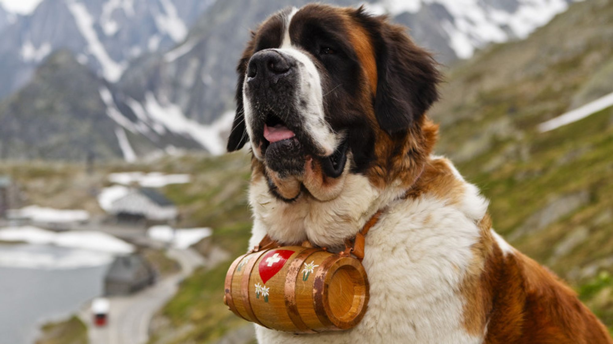 An image of a St. Bernard dog in the Swiss alps with a small brandy barrel under its neck; the barrel is decorated with the Swiss flag (as a logo on a shield) and several Edelweiss flowers.

Yes, I know this image is propagating a myth.