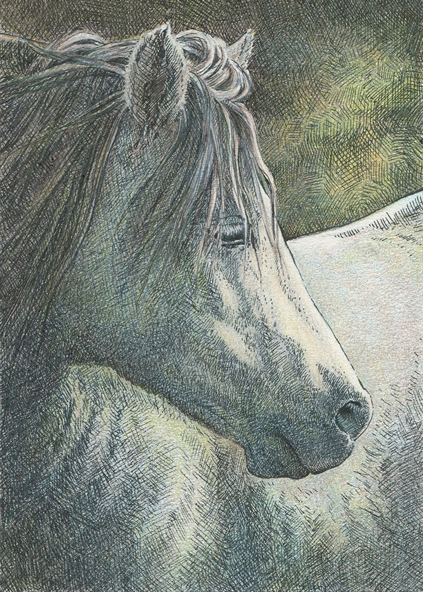 horse head facing left, drawing in colored pencil and black ink