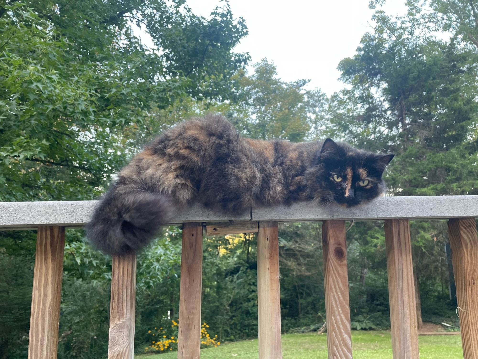 Miss liza cat! Tortoise shell kitty cat on a banister. 