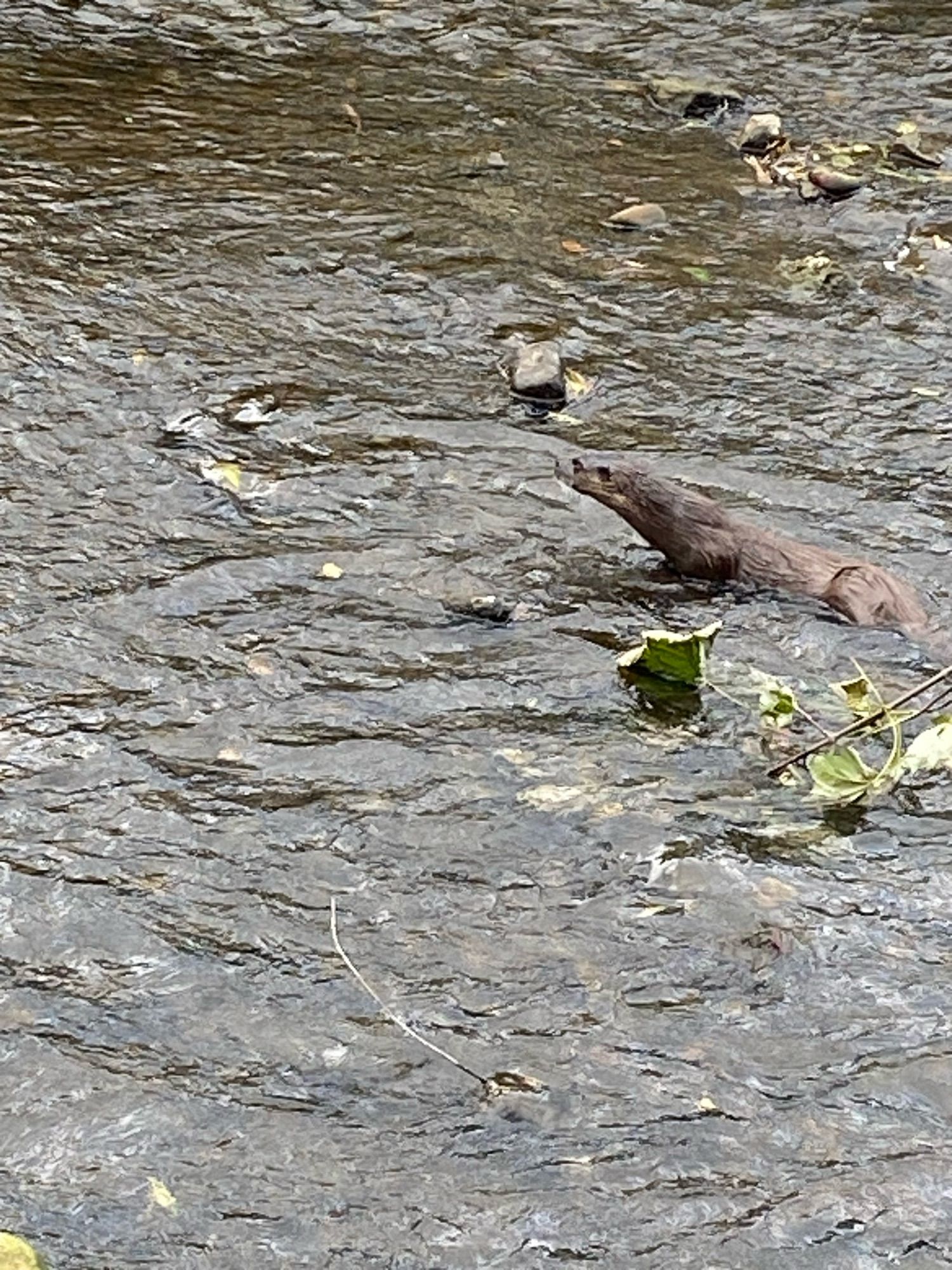 Otter in the river Skell, Ripon