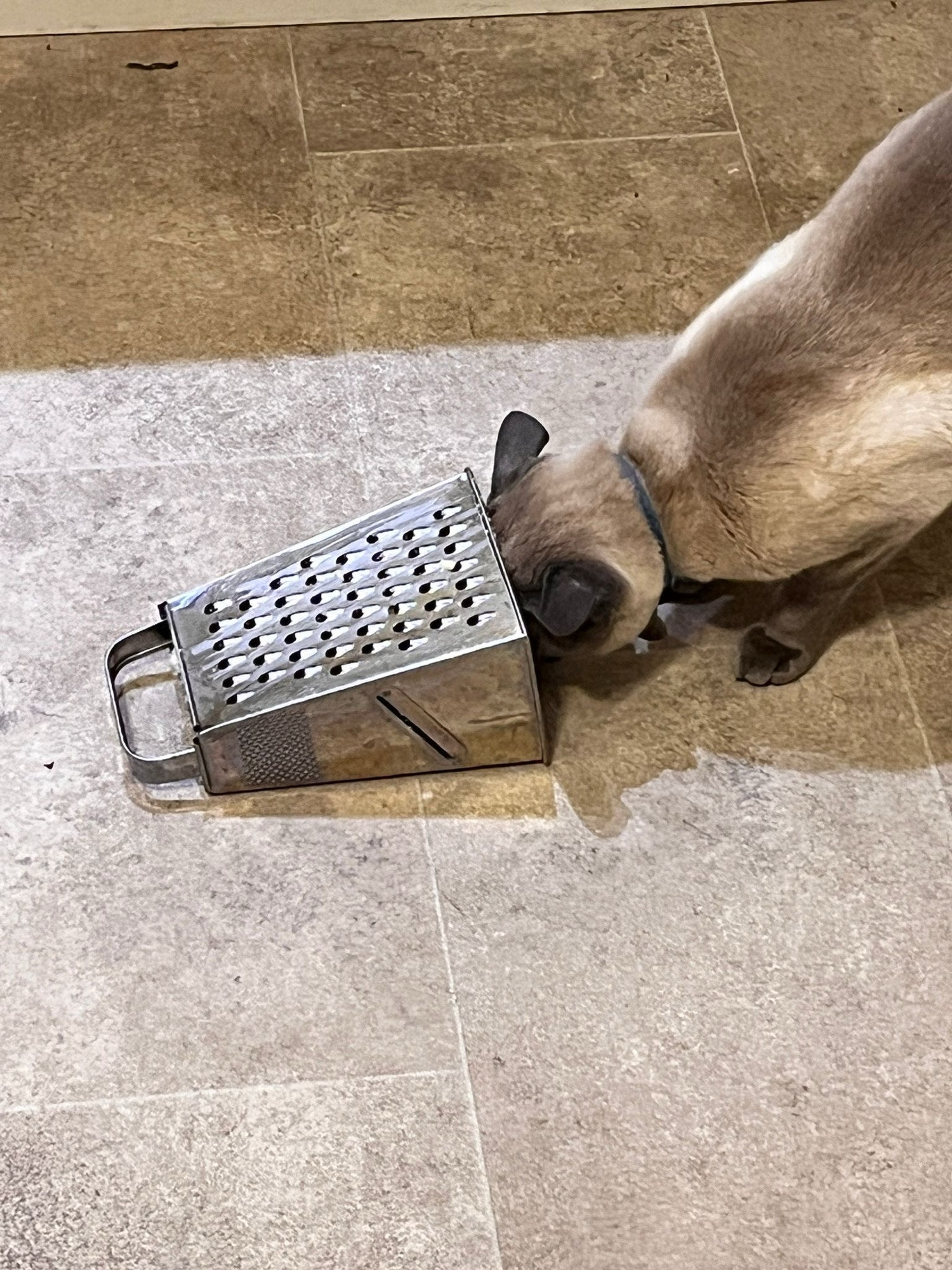 Siamese cat with his head in a cheese grater