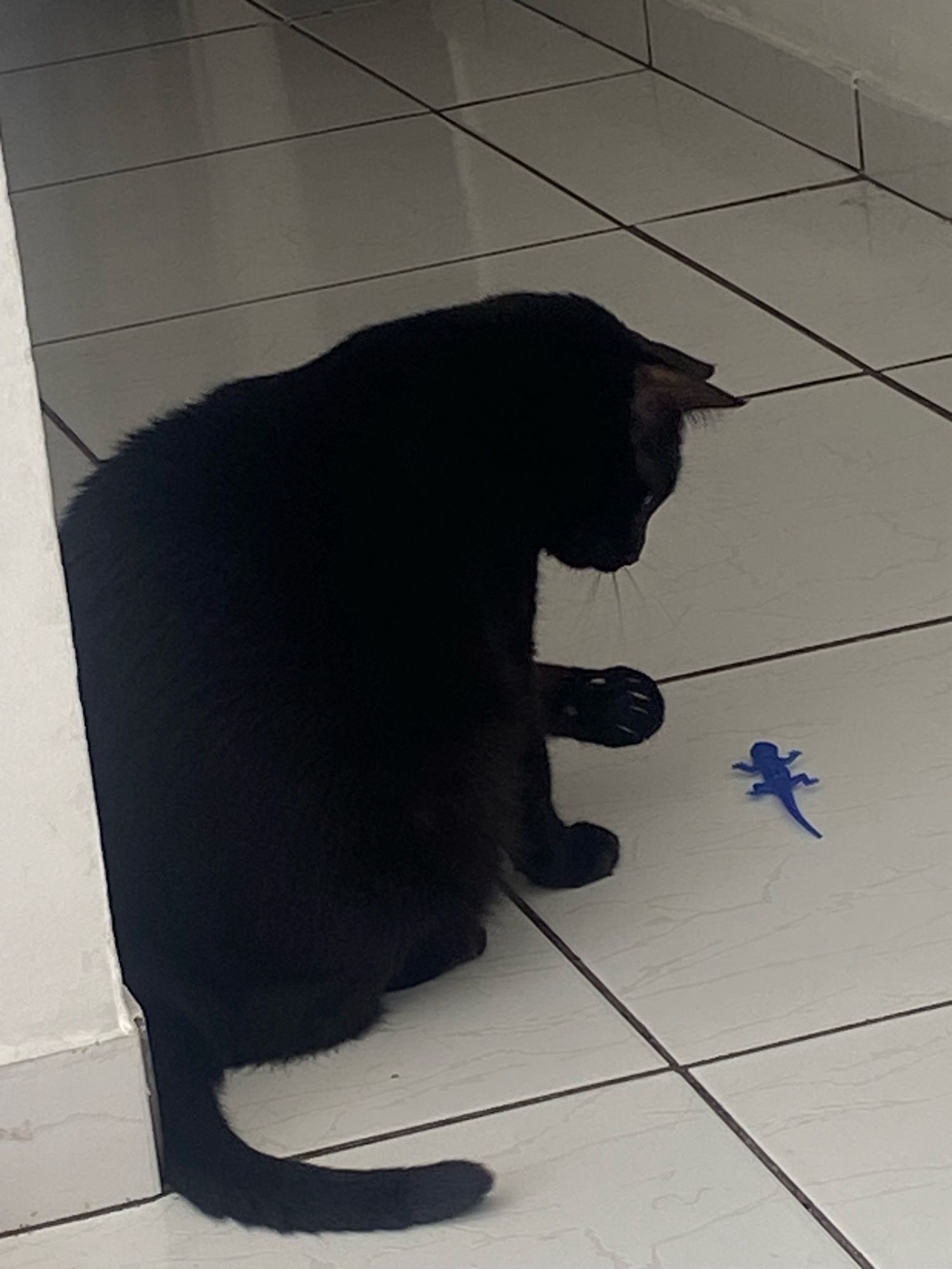 Gatinha preta brincando com uma lagartixa de plástico