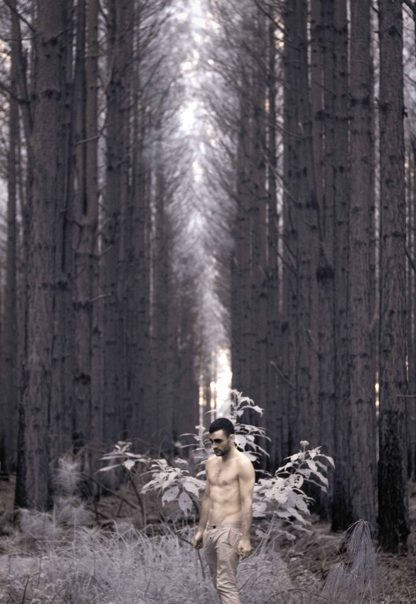 A man stands shirtless in a dense forest, surrounded by tall, closely packed trees that fade into the background. He is looking down, with a contemplative and solemn expression, as though lost in thought. His posture is relaxed, and he stands next to a small cluster of plants. The atmosphere is moody, with muted, cool tones that create a sense of stillness and isolation. The light filtering through the trees gives the scene a dreamlike quality, adding to the feeling of solitude and introspection. The overall mood suggests a deep connection with nature and a moment of quiet reflection, away from the chaos of the world.