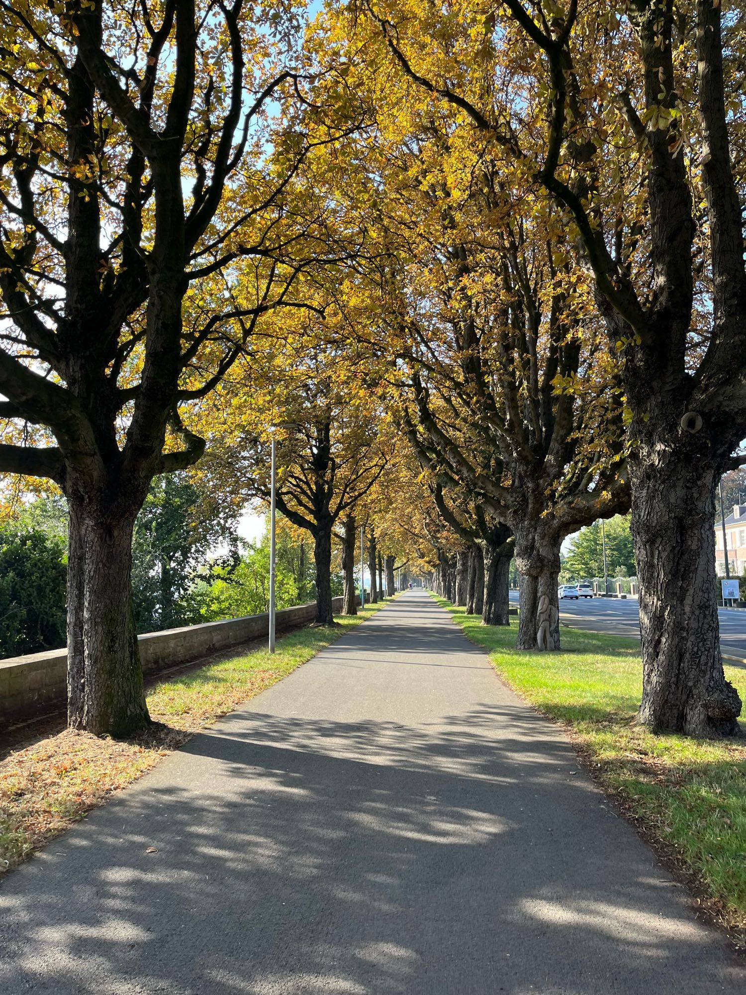 Eine Allee herbstlicher Kastanien im Sonnenlicht