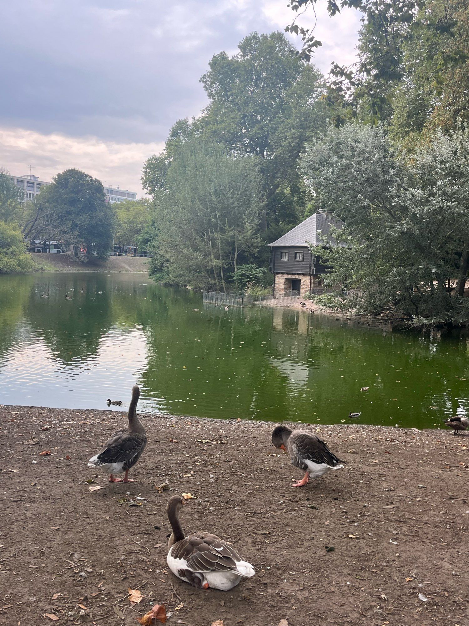 Gänse sitzen vor dem Teich im Hofgarten