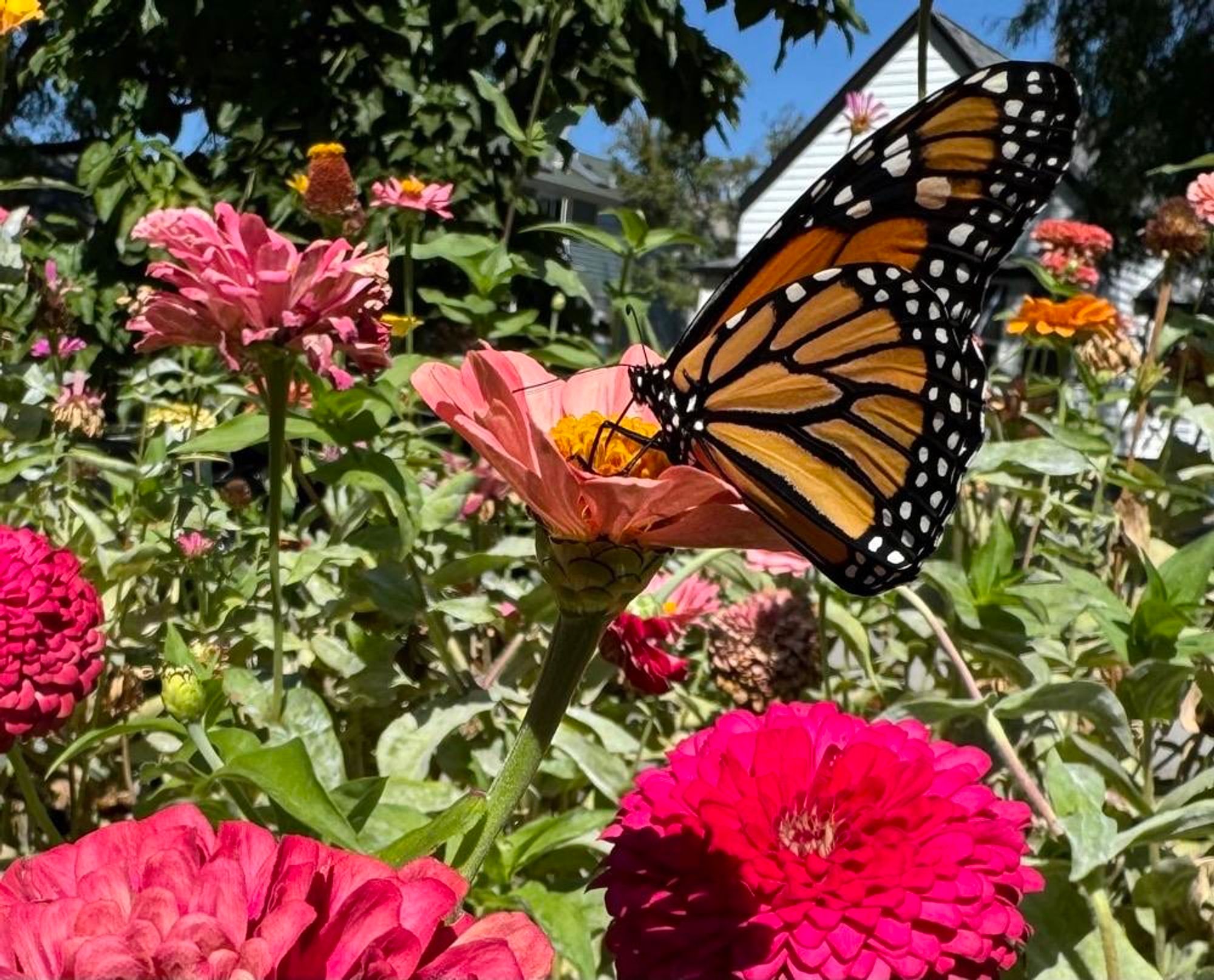 A Monarch butterfly perched on a pink flower among a colorful garden of blooming flowers, including various shades of pink and red zinnias, with a clear blue sky in the background.