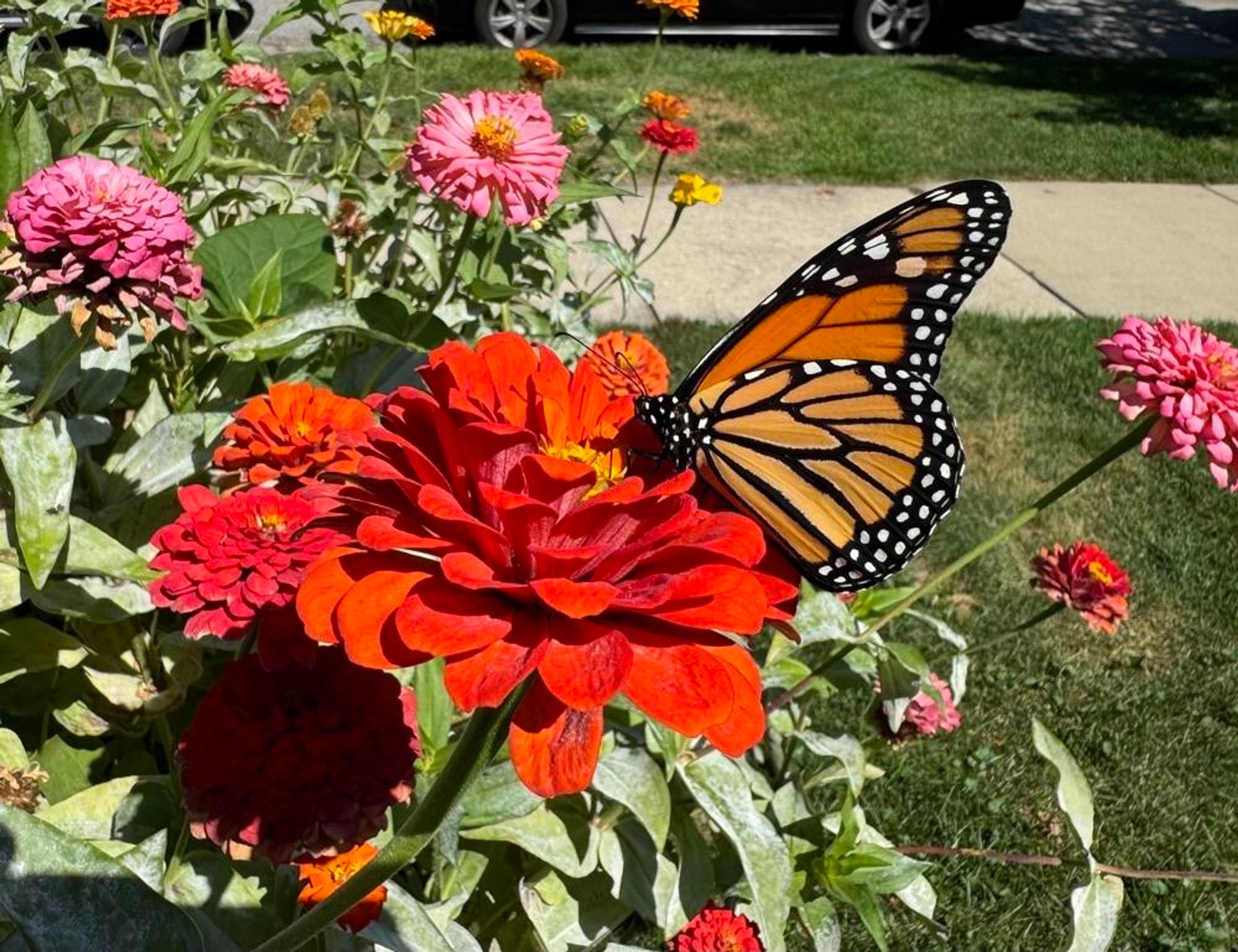 A Monarch butterfly rests on vibrant red zinnias surrounded by pink and orange flowers. The scene features lush greenery and a hint of a car in the background.