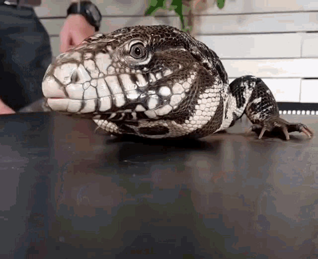 A Tegu (lizard) by the name of Gus Gus being pet by his owner Clint from Clint's Reptiles