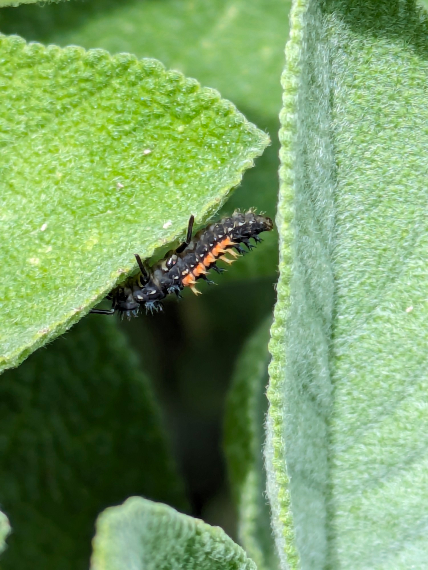 A ladybird aphid walking upside down along a green sage leaf: the aphid is black with a band of orange along its back.  Tufts of hair seem to sprout along its back (some orange, all the rest black).