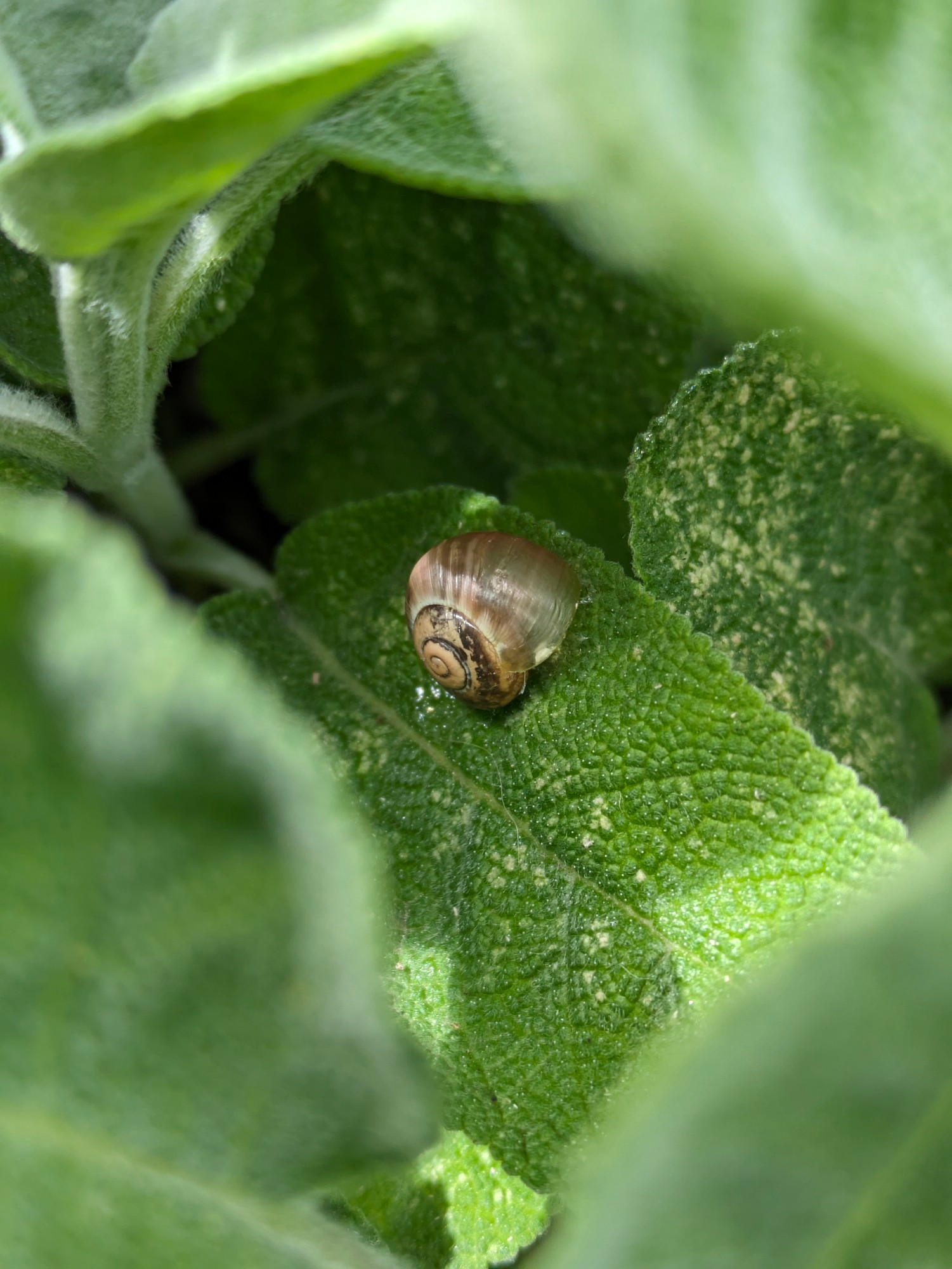 A very small snail shell on a green sage leaf framed by other sage leaves which are slightly out of focus.