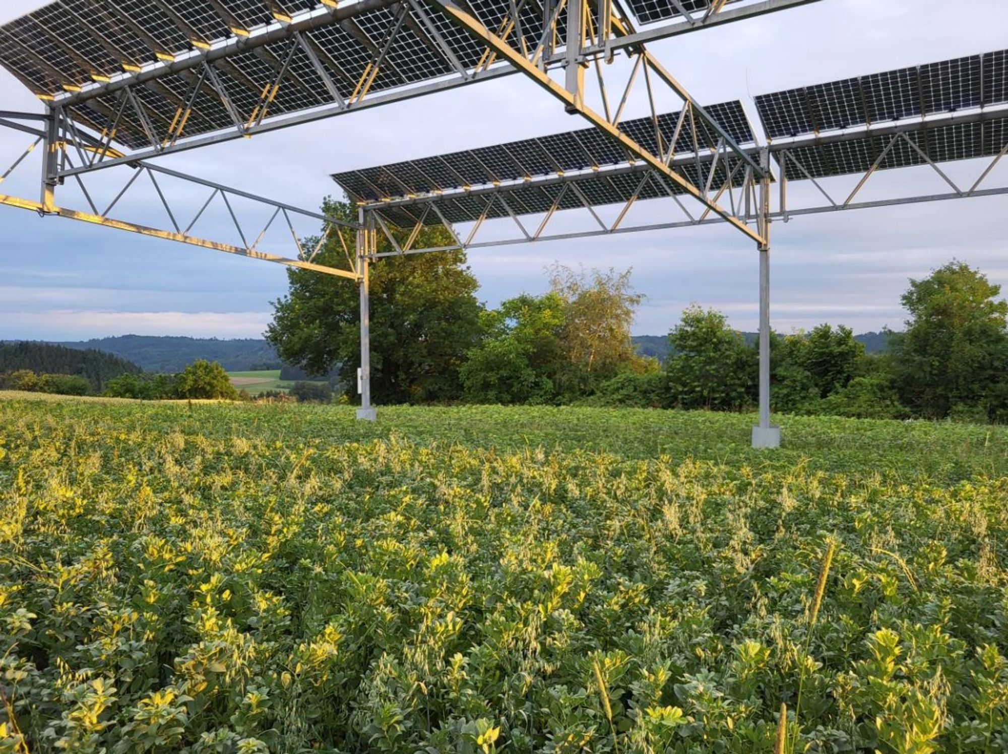 Rapsfeld mit Photovoltaik darüber