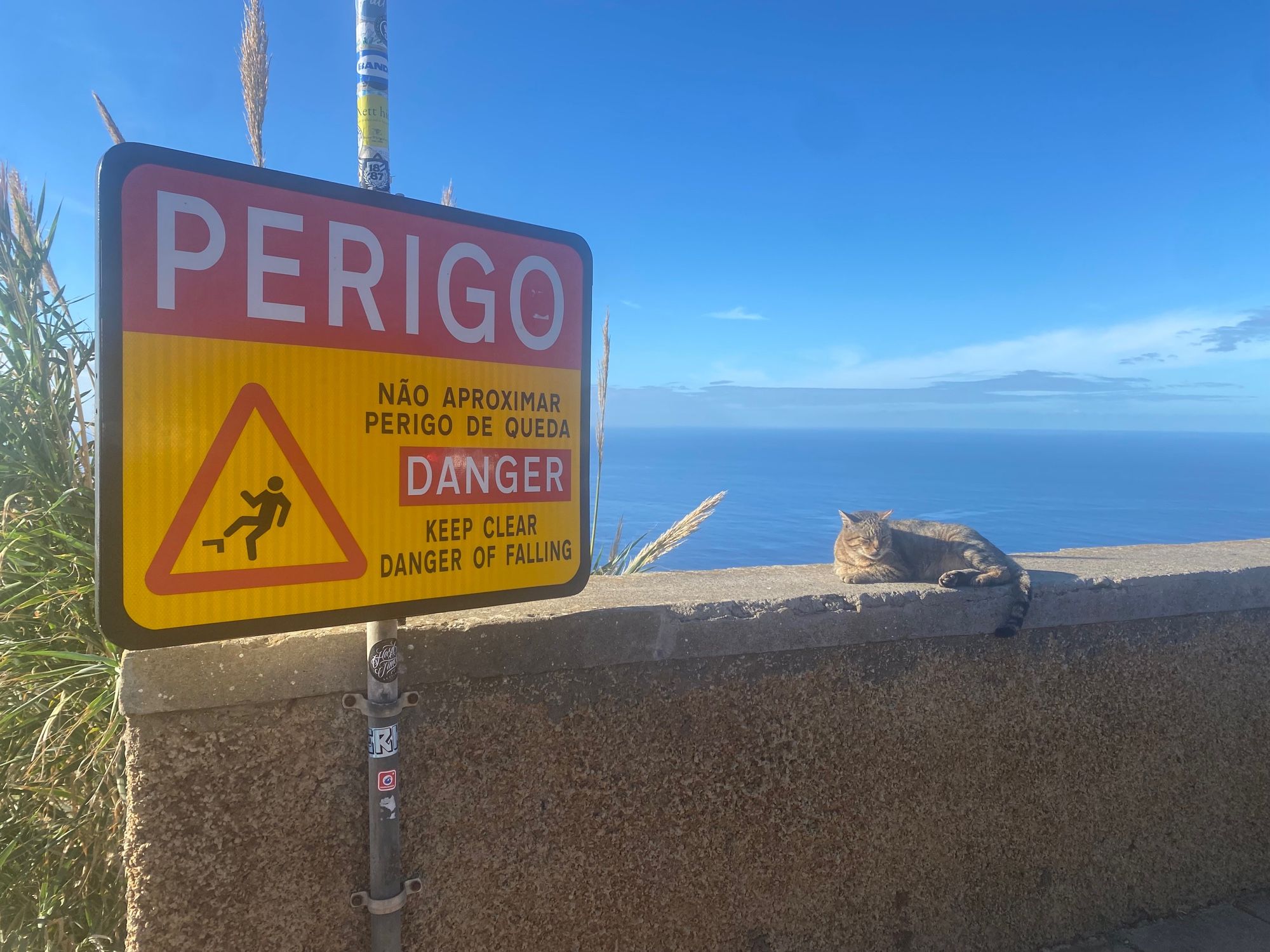 A cat on a wall with sea behind, with a sign in Portuguese saying ‘danger of falling’